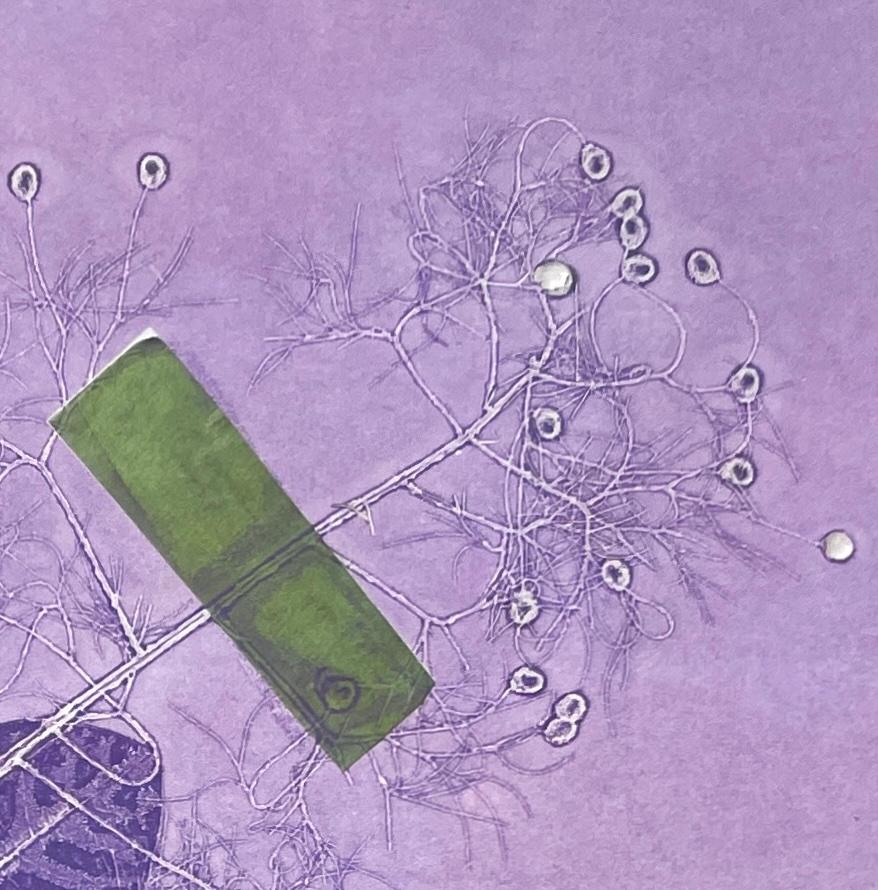 Monographie botanique à l'encre encadrée, unique en son genre, avec collage, fleurs abstraites violettes en vente 2