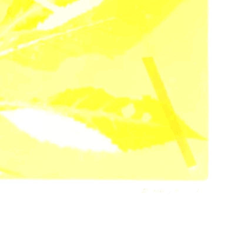 Framed one-of-a kind botanical ink monoprint w/ collage & abstract yellow leaves - Abstract Print by Deirdre Murphy