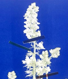 Larkspur Blue : monoprint botanique à l'encre, fleur abstraite, encadré et unique en son genre