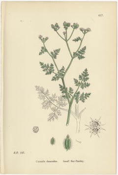 Delicate British Botanical Trio – Hand-Colored Bur-Parsley Prints, England 1902