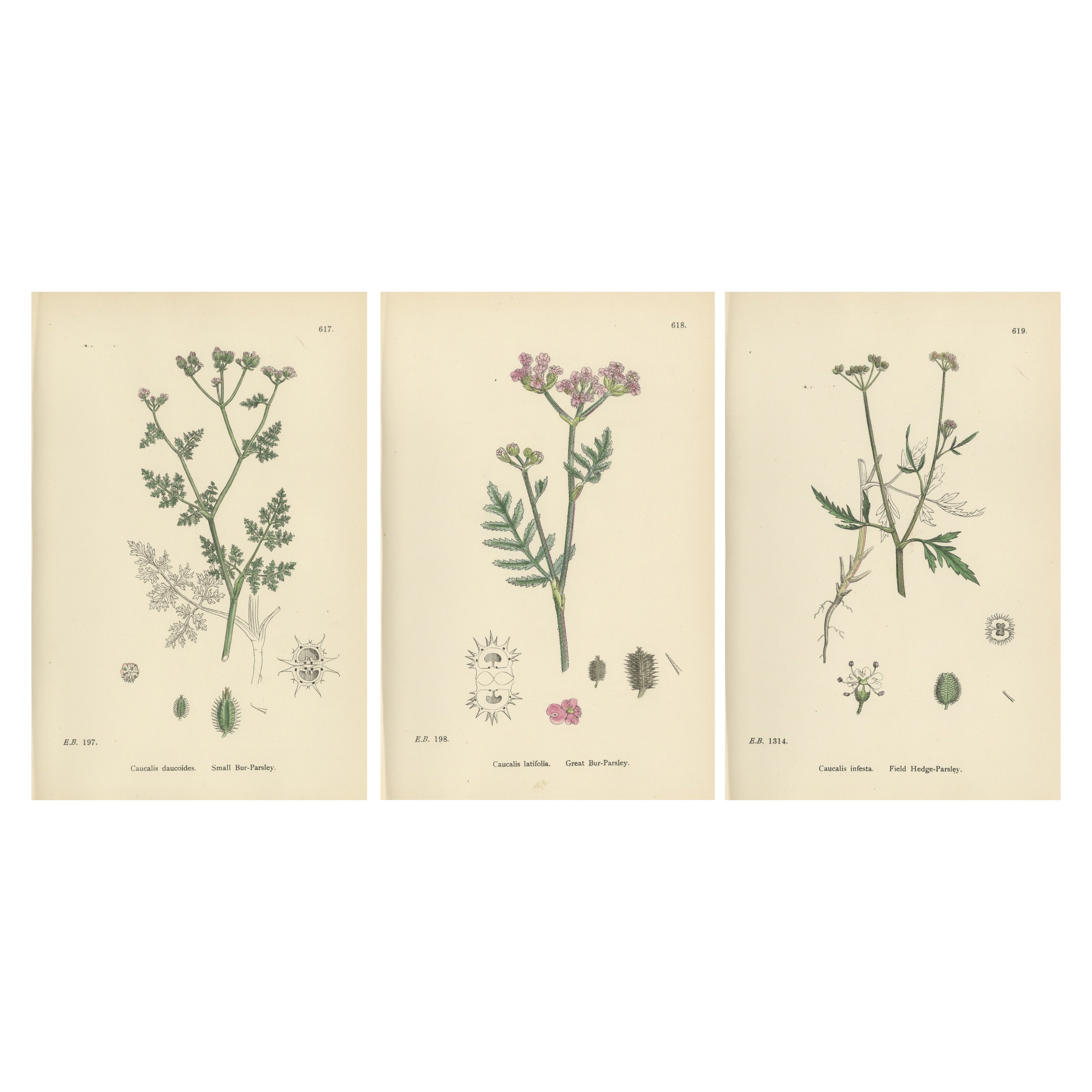 Zartes britisches botanisches Trio - handkolorierte Bur-Parsley-Drucke, England 1902
