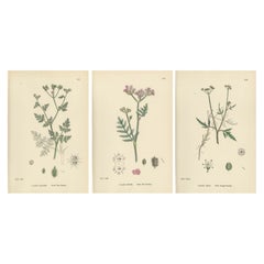 Zartes britisches botanisches Trio - handkolorierte Bur-Parsley-Drucke, England 1902