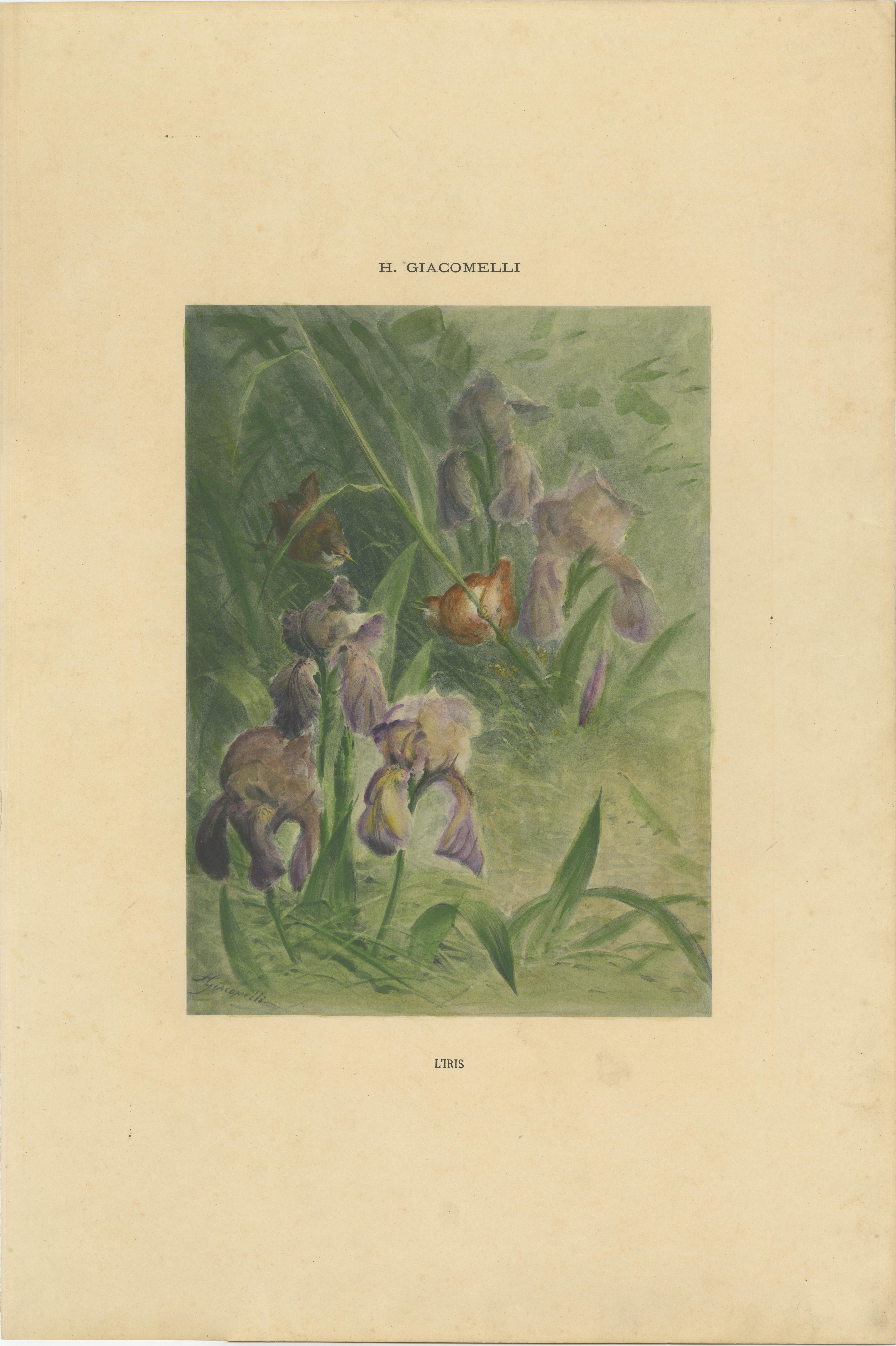 Delicate Irises with Birds - Vintage Giacomelli Botanical and Ornithological Print, Circa 1891

This elegant print, titled 
