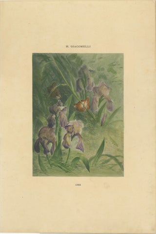 Delicate Irises with Birds - Old Giacomelli Botanical and Ornithological Print, view 2