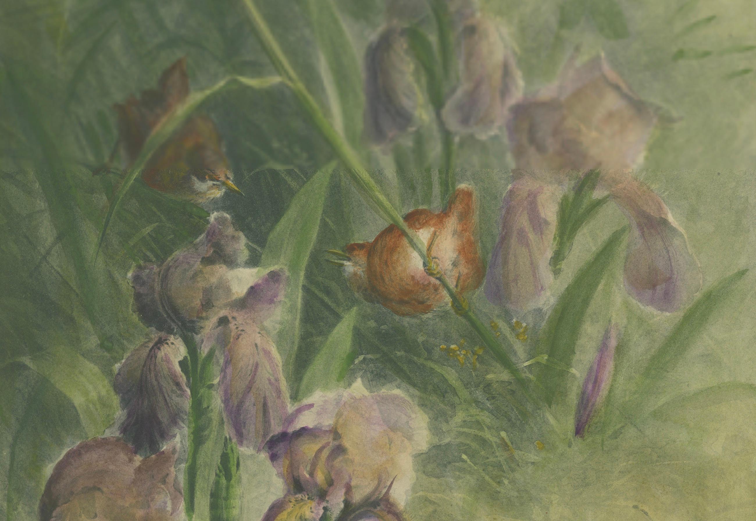Delicate Irises with Birds - Old Giacomelli Botanical and Ornithological Print In Good Condition For Sale In Langweer, NL