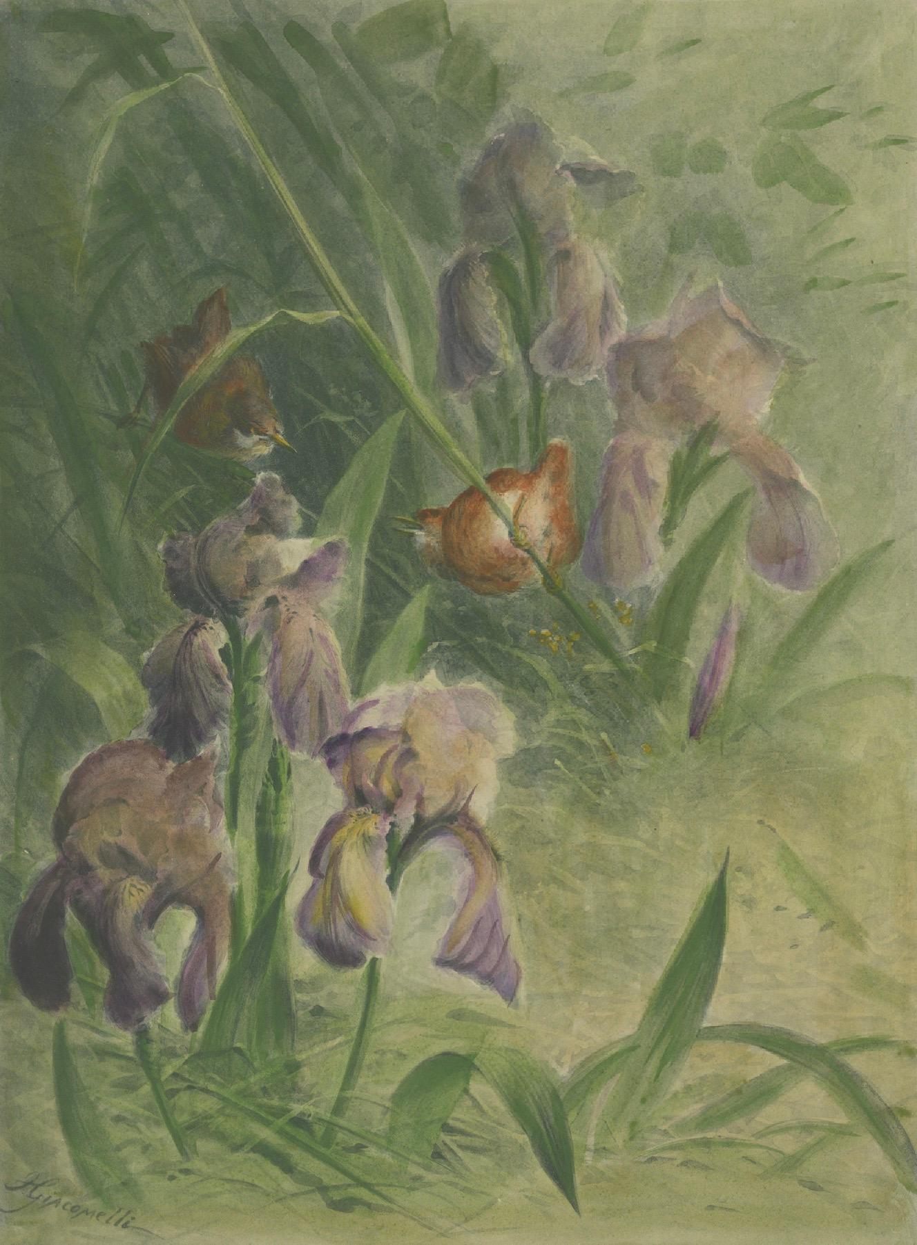 Paper Delicate Irises with Birds - Old Giacomelli Botanical and Ornithological Print For Sale