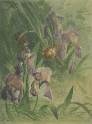 Delicate Irises with Birds - Old Giacomelli Botanical and Ornithological Print, view 5