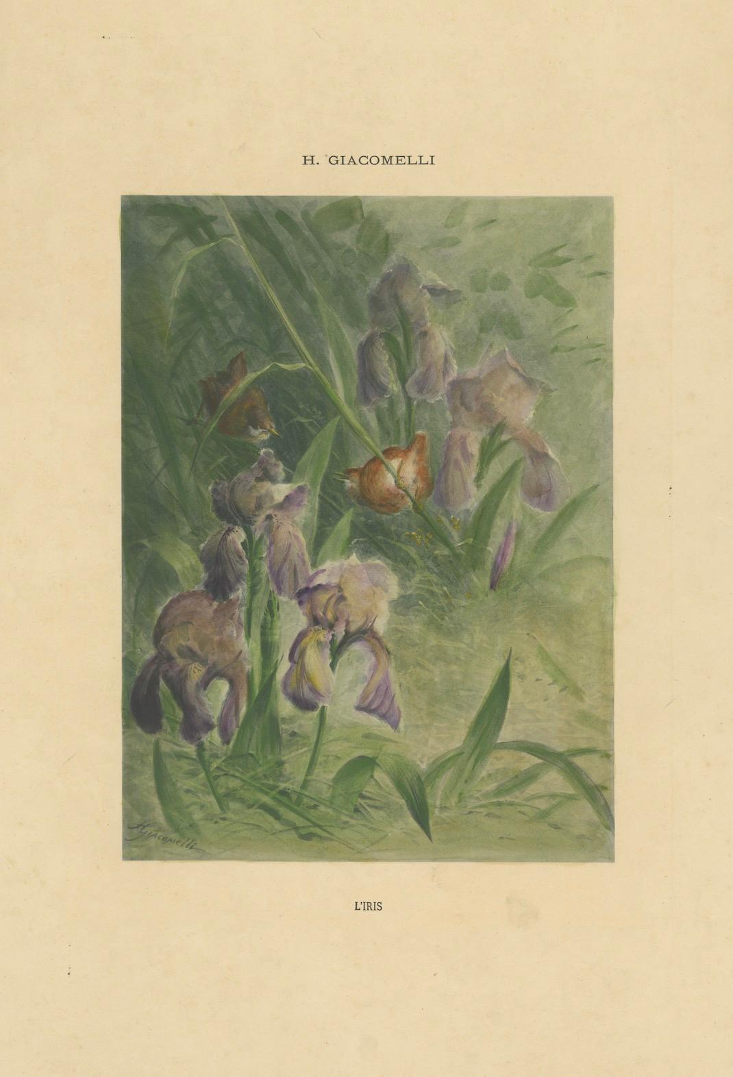 Delicate Irises with Birds - Old Giacomelli Botanical and Ornithological Print For Sale 1