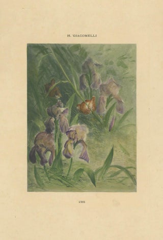 Delicate Irises with Birds - Old Giacomelli Botanical and Ornithological Print, view 6