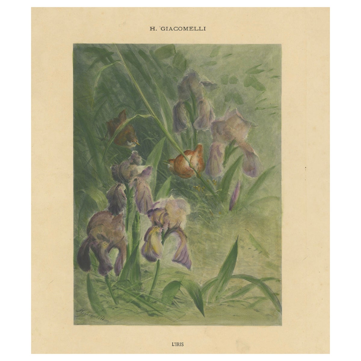 Delicate Irises with Birds - Old Giacomelli Botanical and Ornithological Print