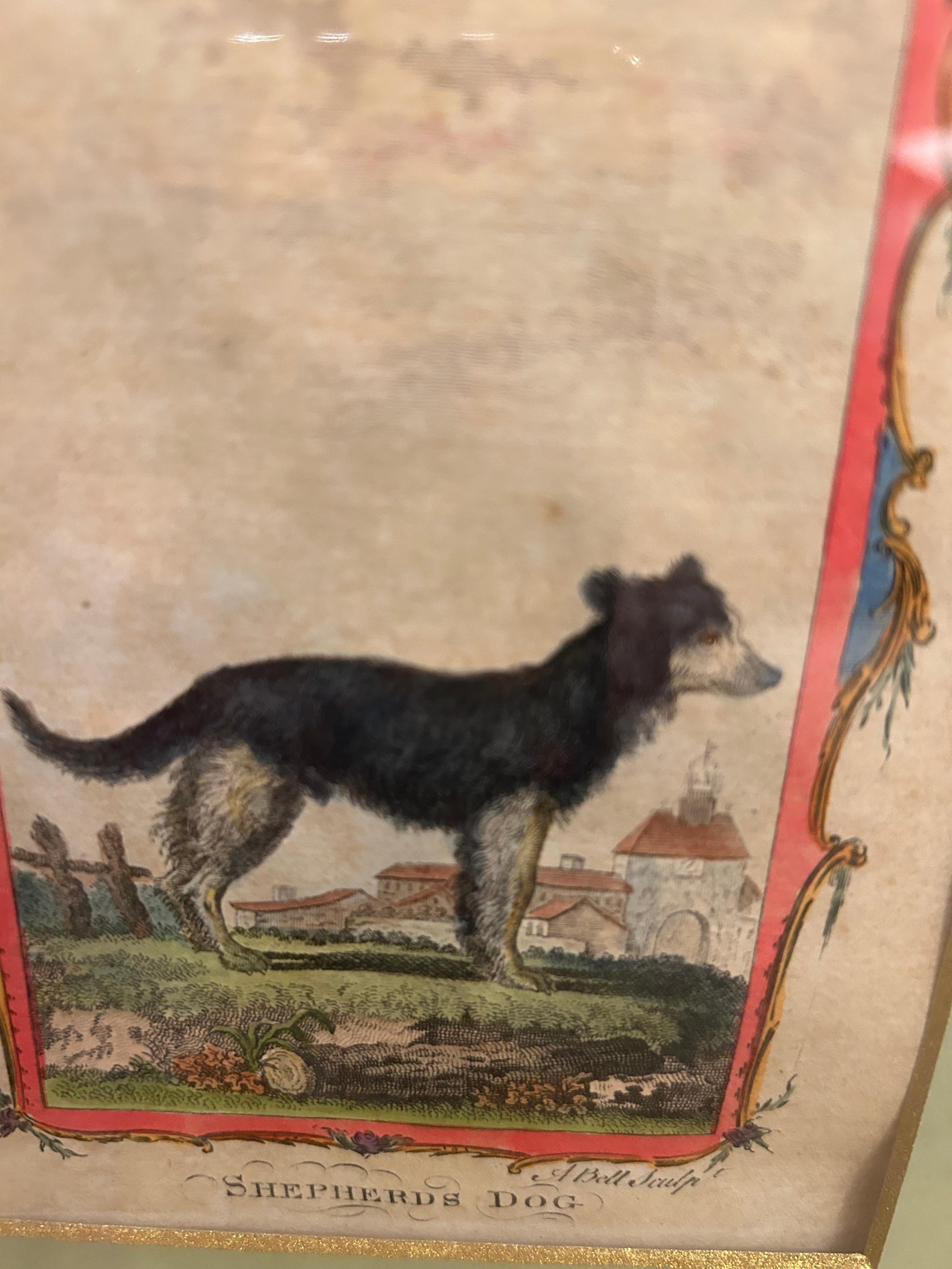 Encantadora pareja de grabados sobre perros del siglo XVIII bellamente enmarcados en venta 4