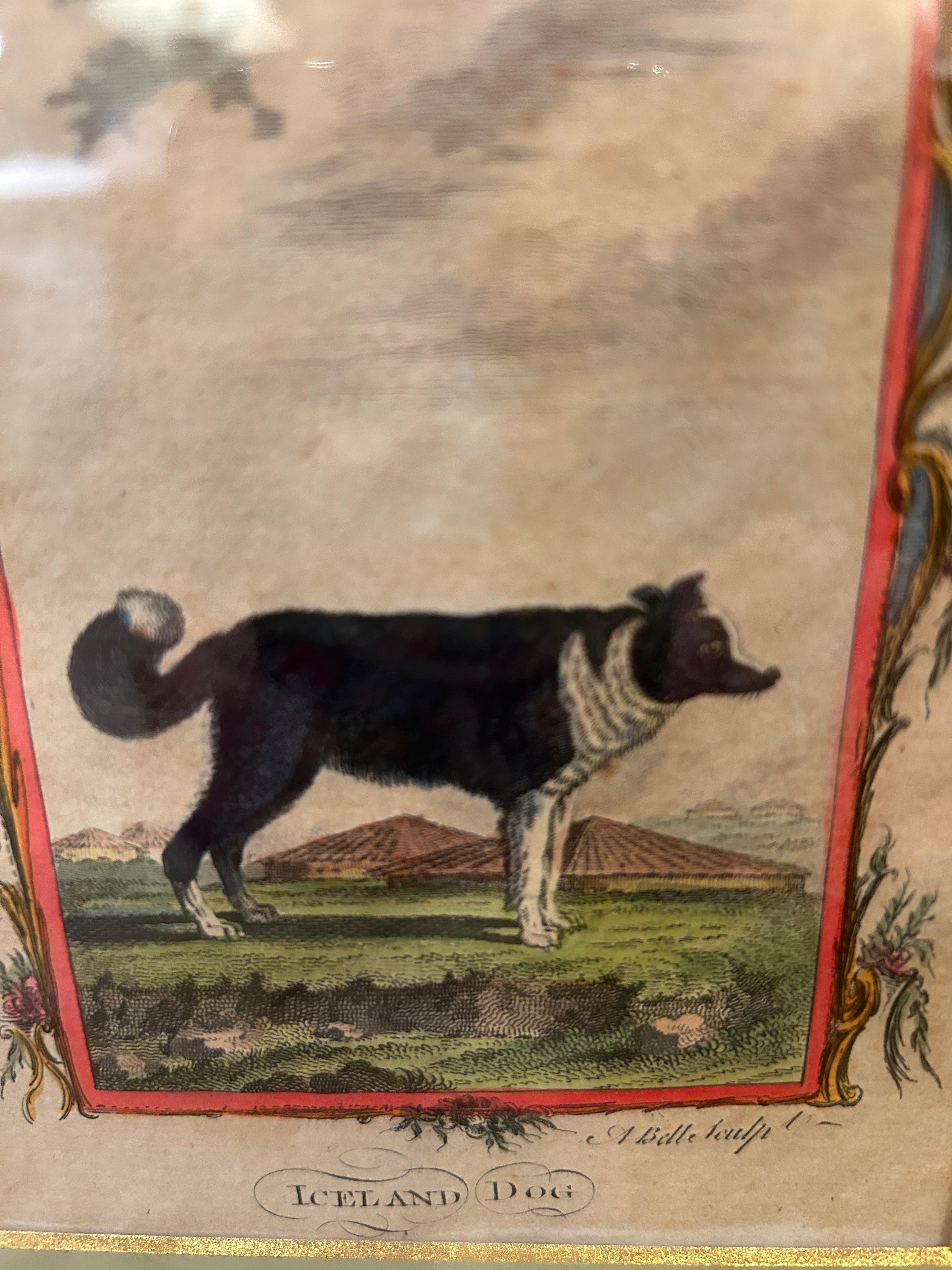 Láminas coloreadas a mano del siglo XVIII de adorables perros, bellamente enmanteladas y enmarcadas a medida.  ¡Una pareja muy atractiva!