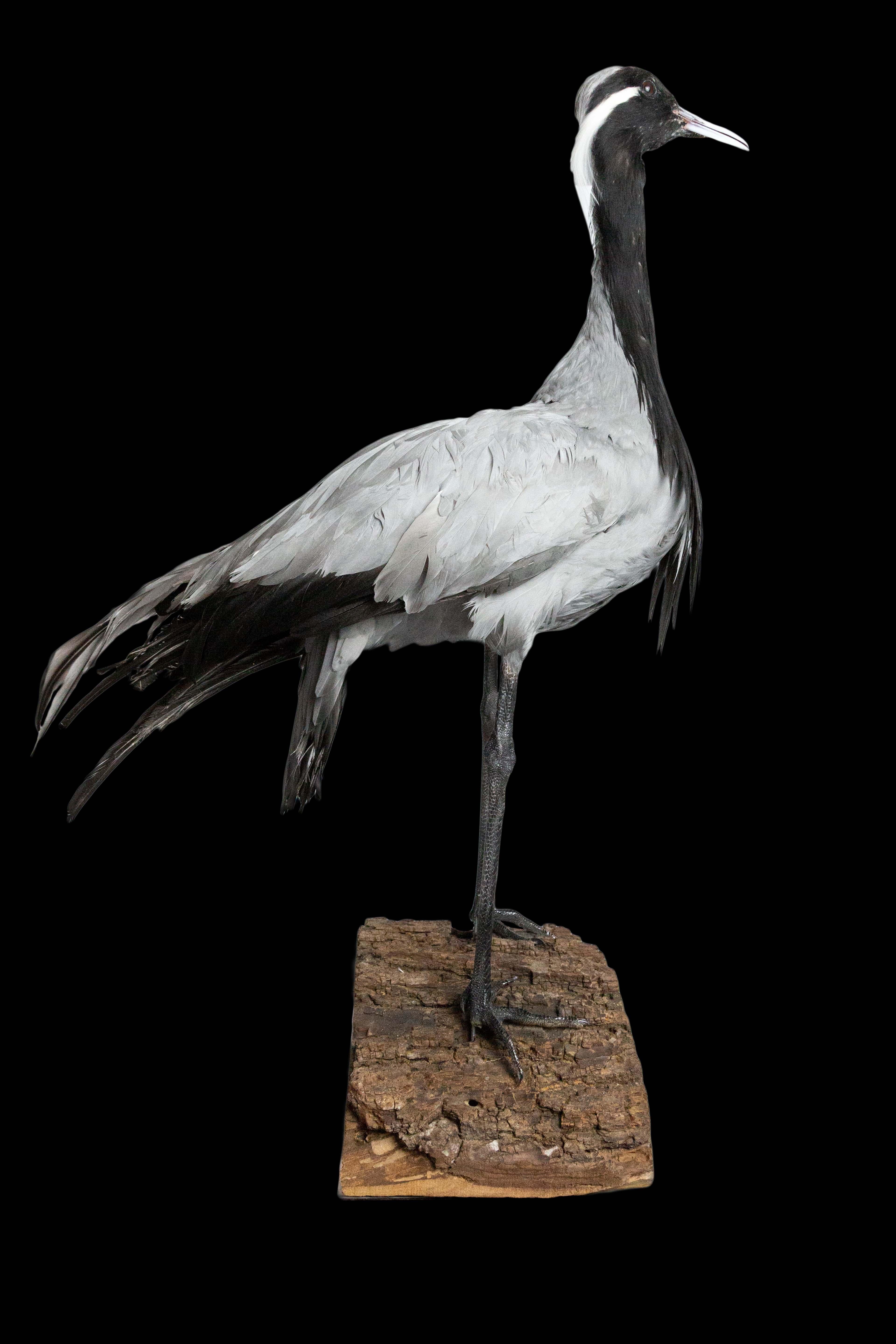 Diese Taxidermie Demoiselle Crane ist ein bemerkenswertes Stück, das die Schönheit und Anmut dieses atemberaubenden Vogels einfängt. Auf einem Holzstamm montiert, misst dieses Passepartout 12