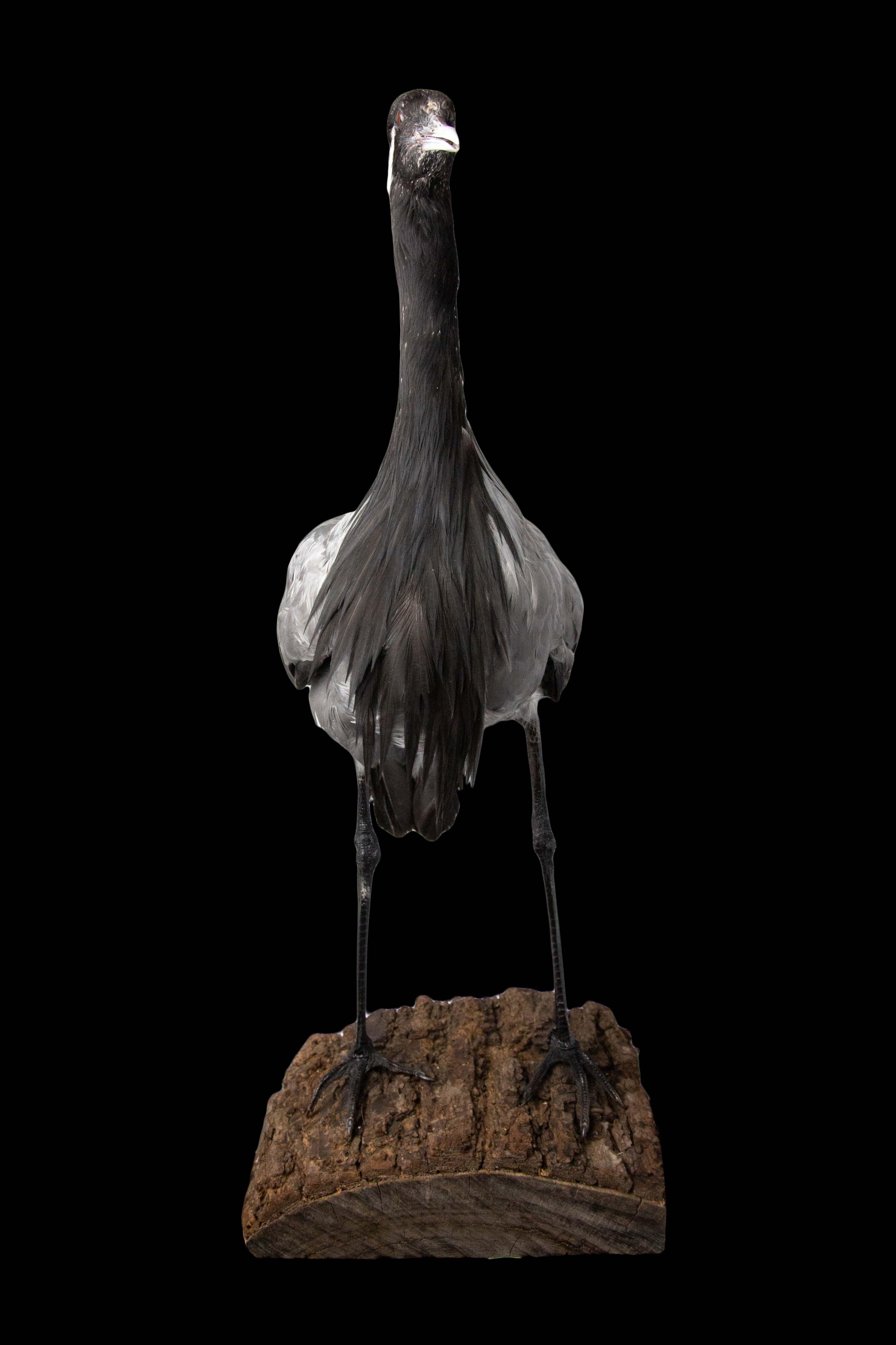 demoiselle crane for sale