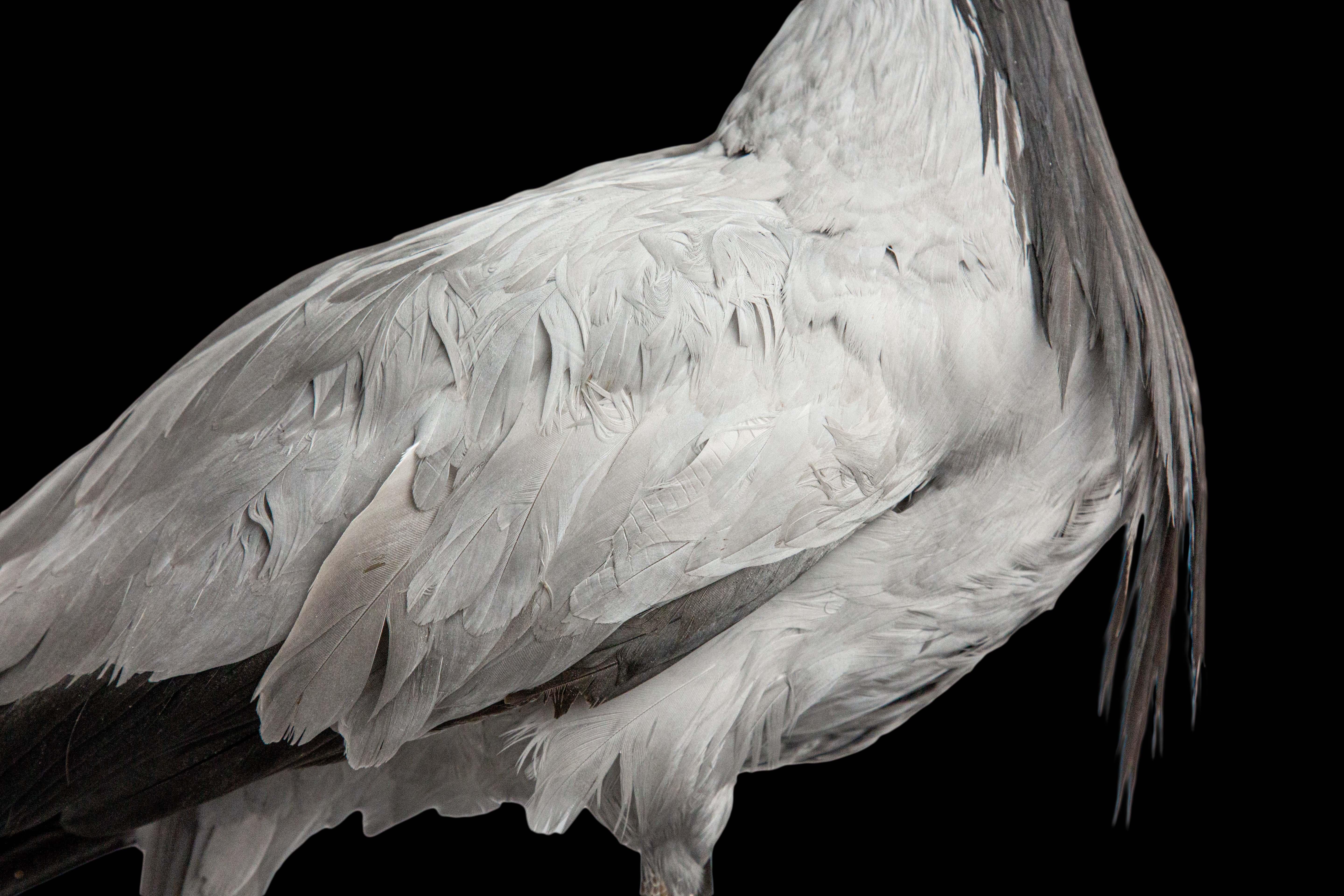 Demoiselle Crane Taxidermy In New Condition For Sale In New York, NY
