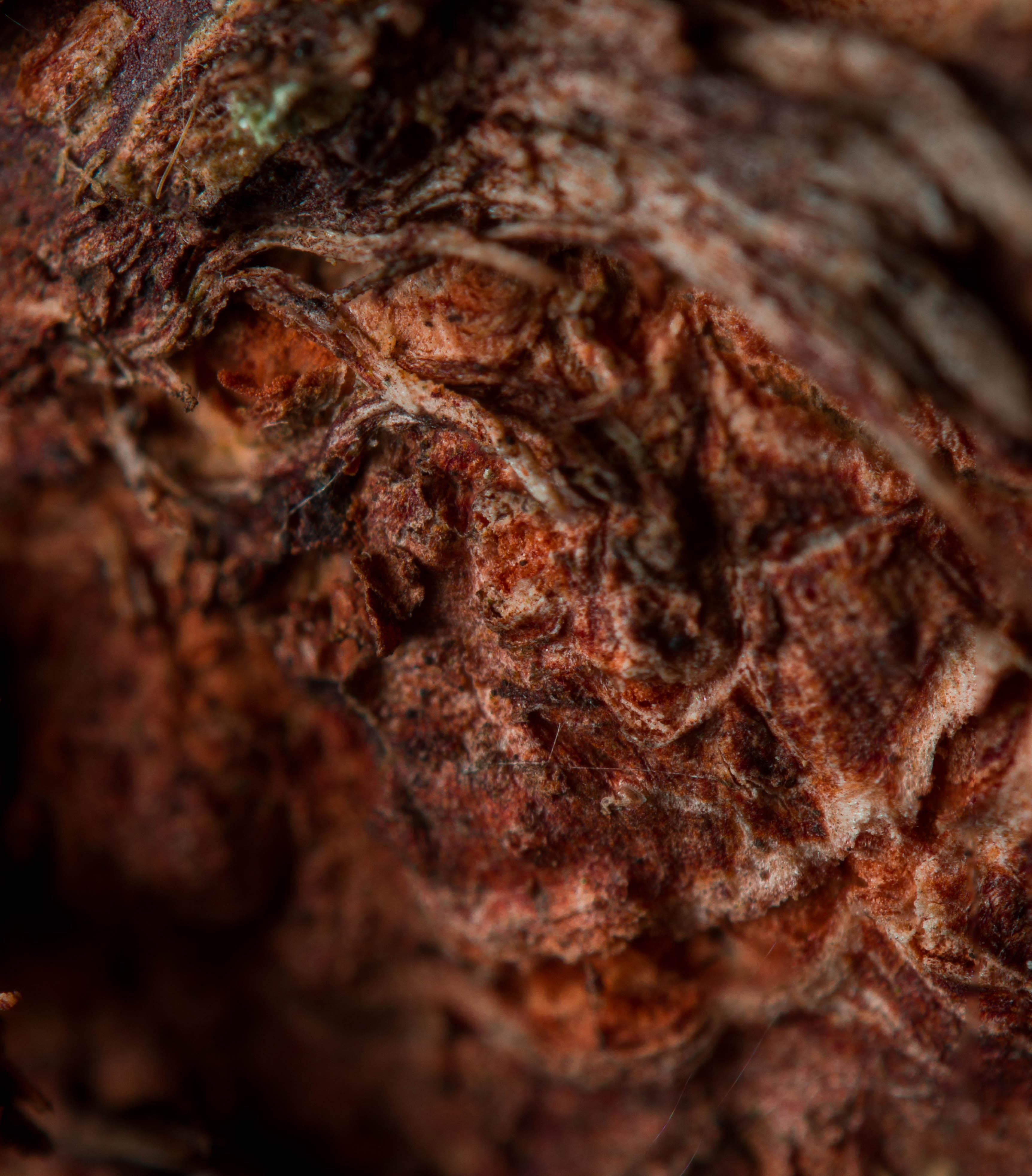 Macro photography - Giclée print on archival Hahnemühle paper 308 gsm
Finest Quality - Archival properties with lasting up to 400 years
Print will be produced, numbered and signed upon purchase and will be shipped in secure packaging with included