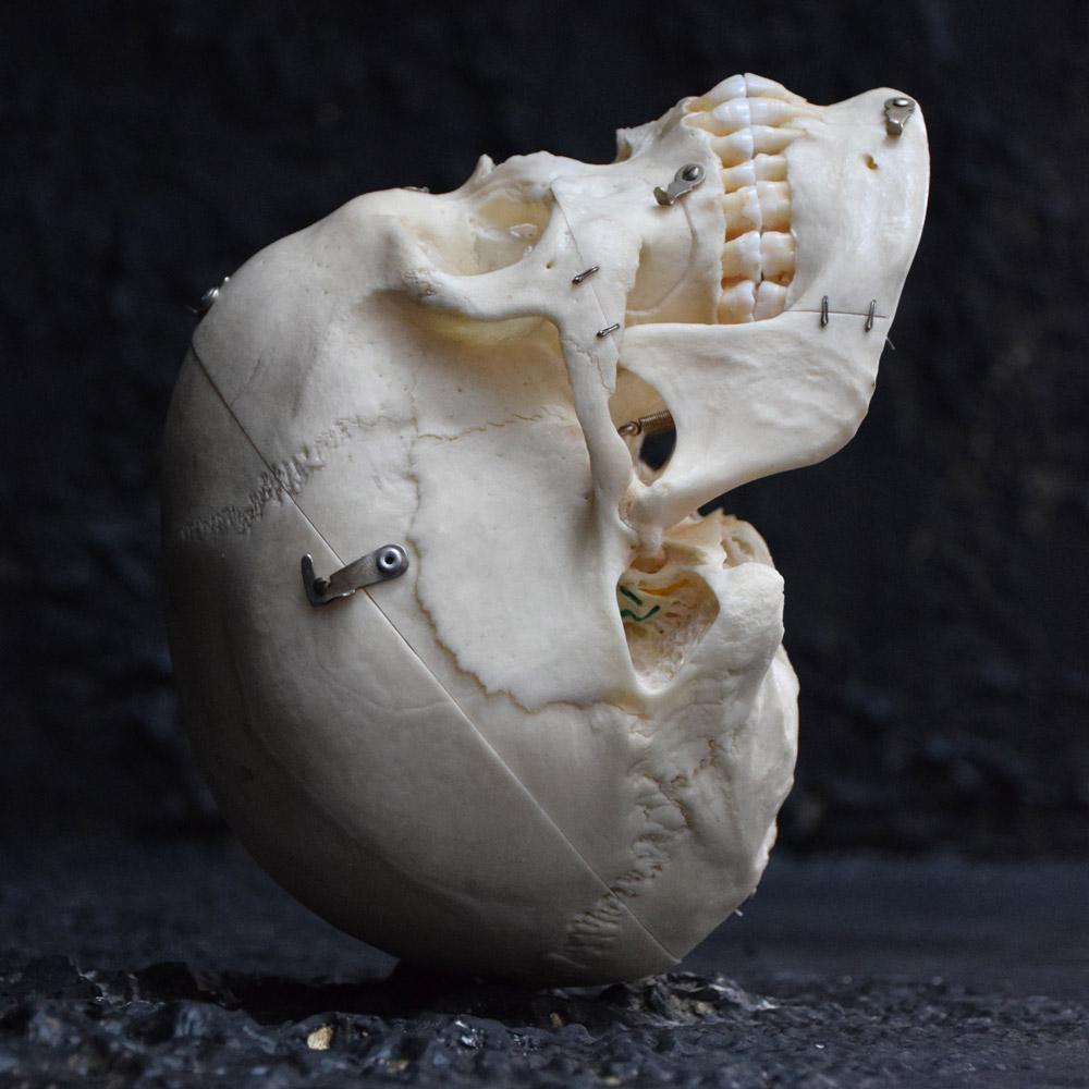 Demonstration Human Skull 2