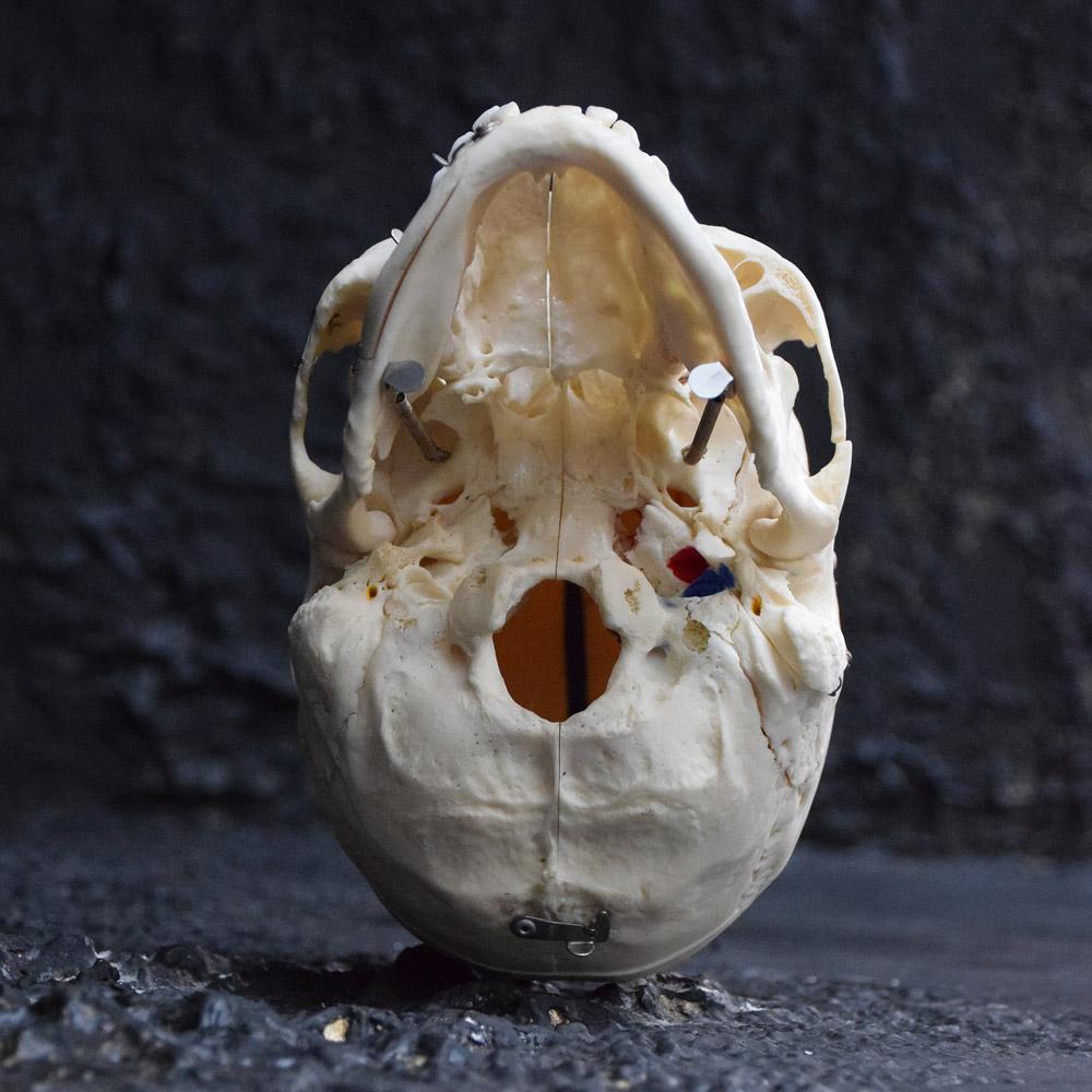 Demonstration Human Skull 3