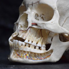 Demonstration Human Skull