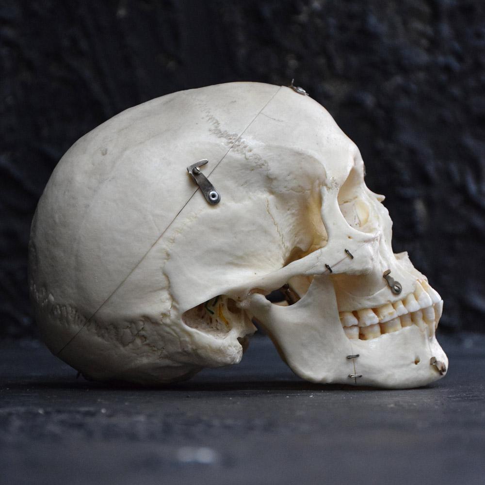 Hand-Crafted Demonstration Human Skull