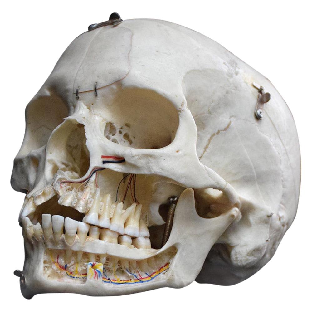 Demonstration Human Skull
