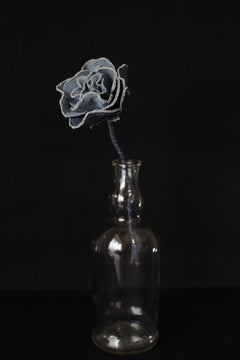 Denim Rose5