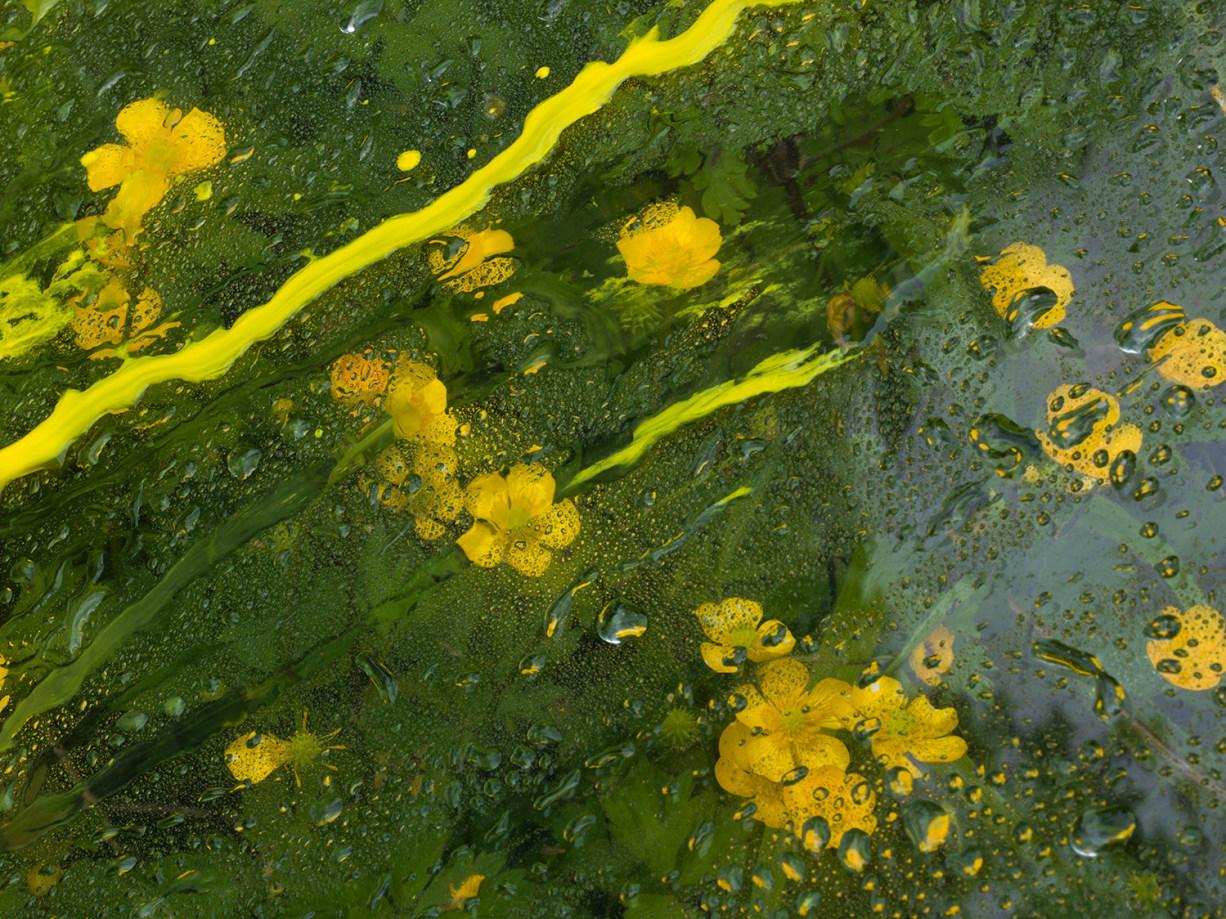 Denis Piel Color Photograph - Buttercups (2), Château de Padiès, France