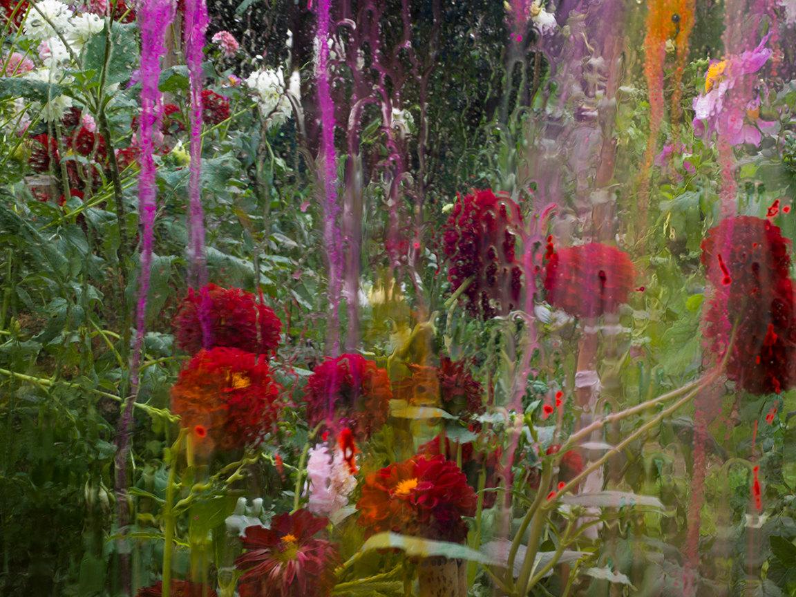 Denis Piel Color Photograph - Dahlia Redfield, Château de Padiès, France