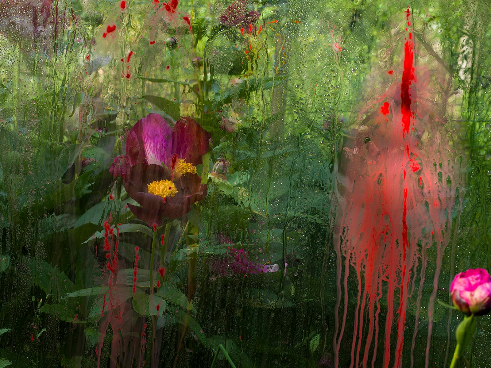 Denis Piel Color Photograph - Peony Red Splash, Château de Padiès, France