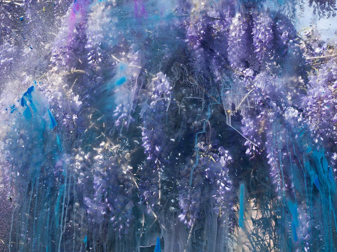 Denis Piel Color Photograph - Wisteria Sinensis, Château de Padiès, France