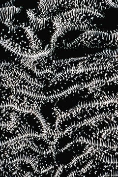 Brainiac by Dennis Sabo,  Black and White Abstract Photography, Metal Print,