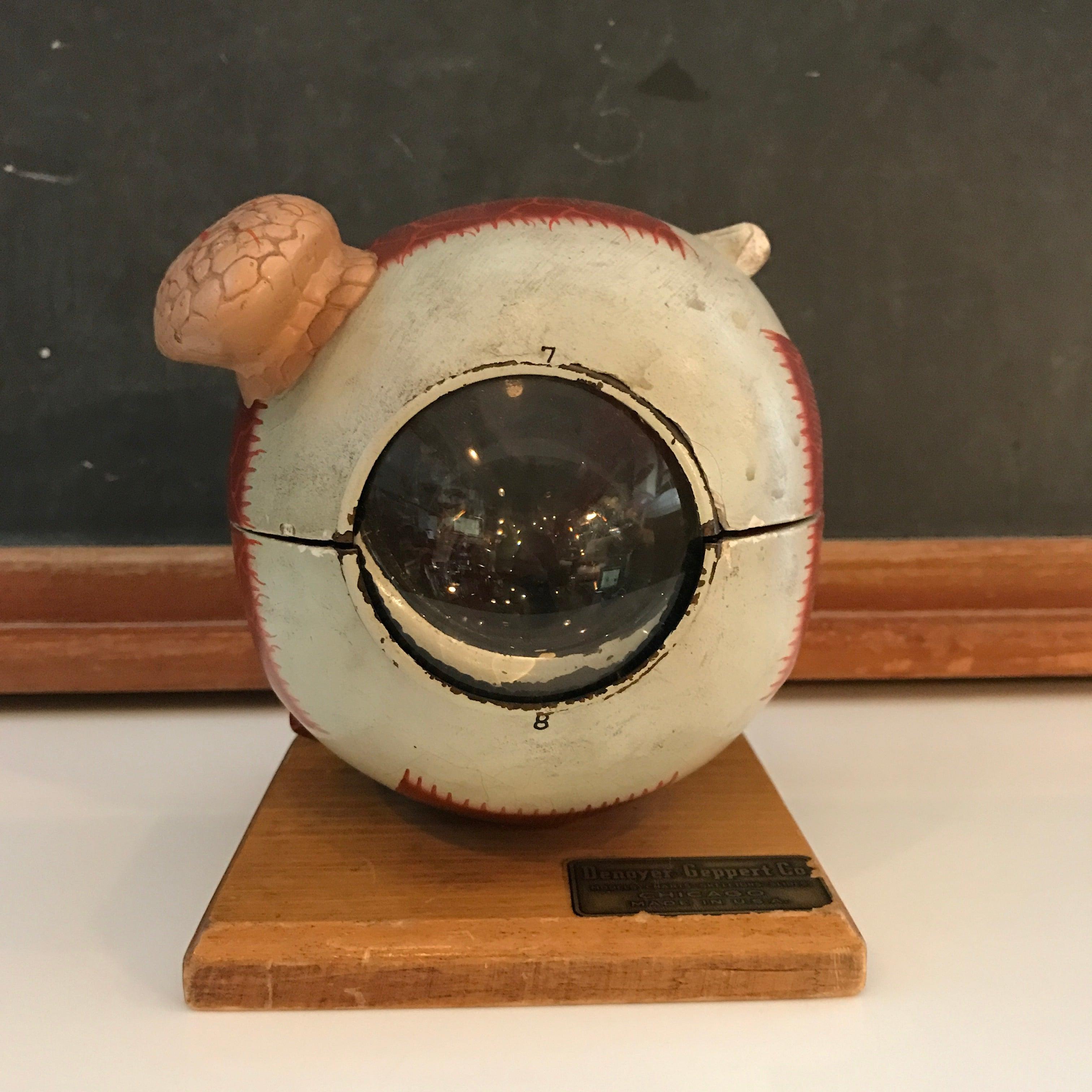 Educational, anatomical, model of the eye by Denoyer-Geppert Co. is made up of 4 plaster components and a glass lens.