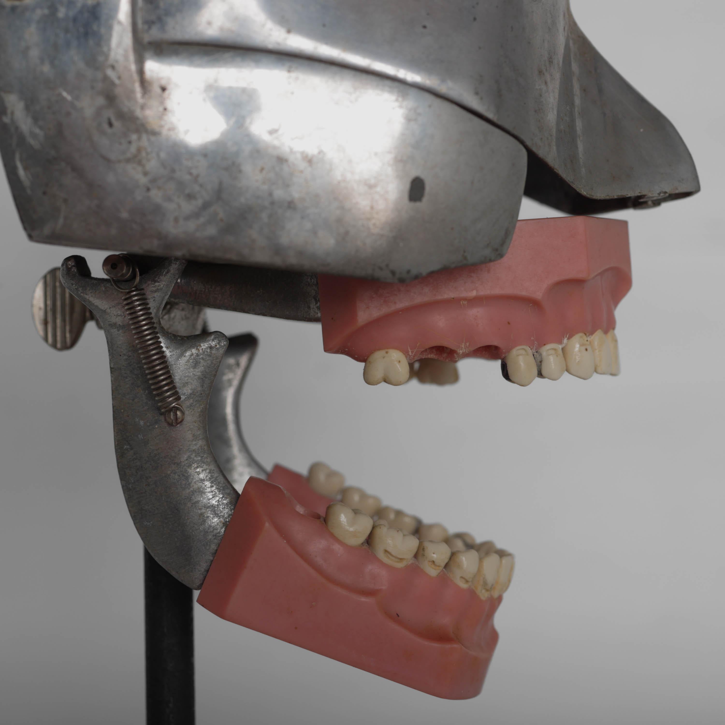 Modèle dentaire de tête de phénix avec masque de tête en caoutchouc 4