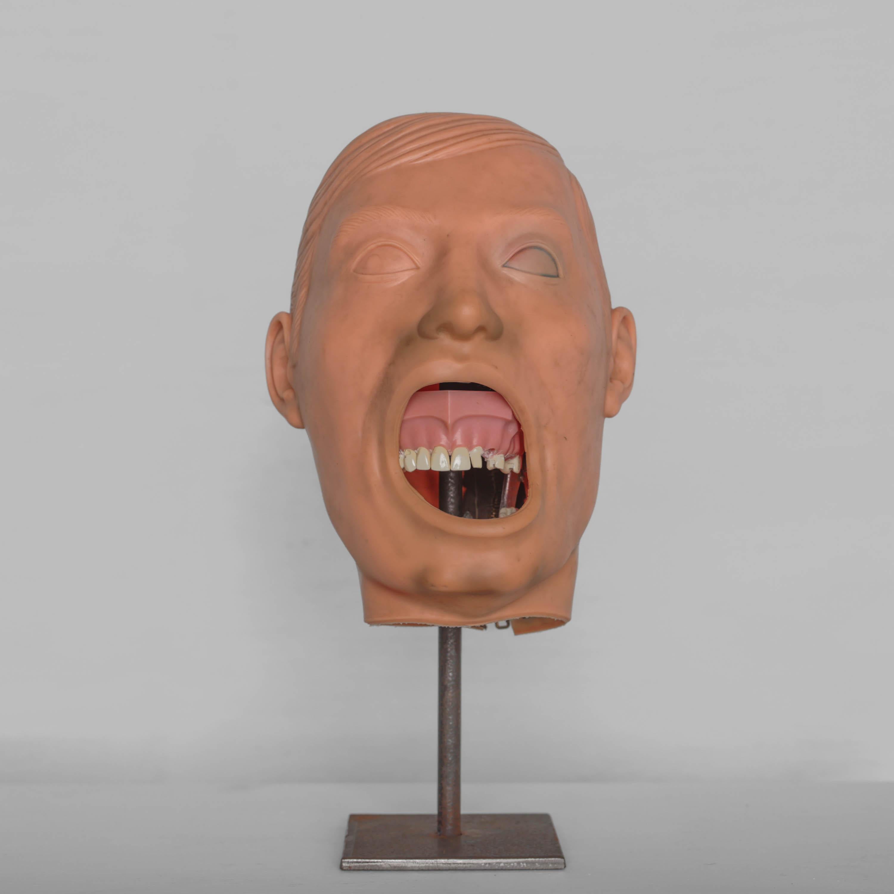 Modèle dentaire de tête de phénix avec masque de tête en caoutchouc 6