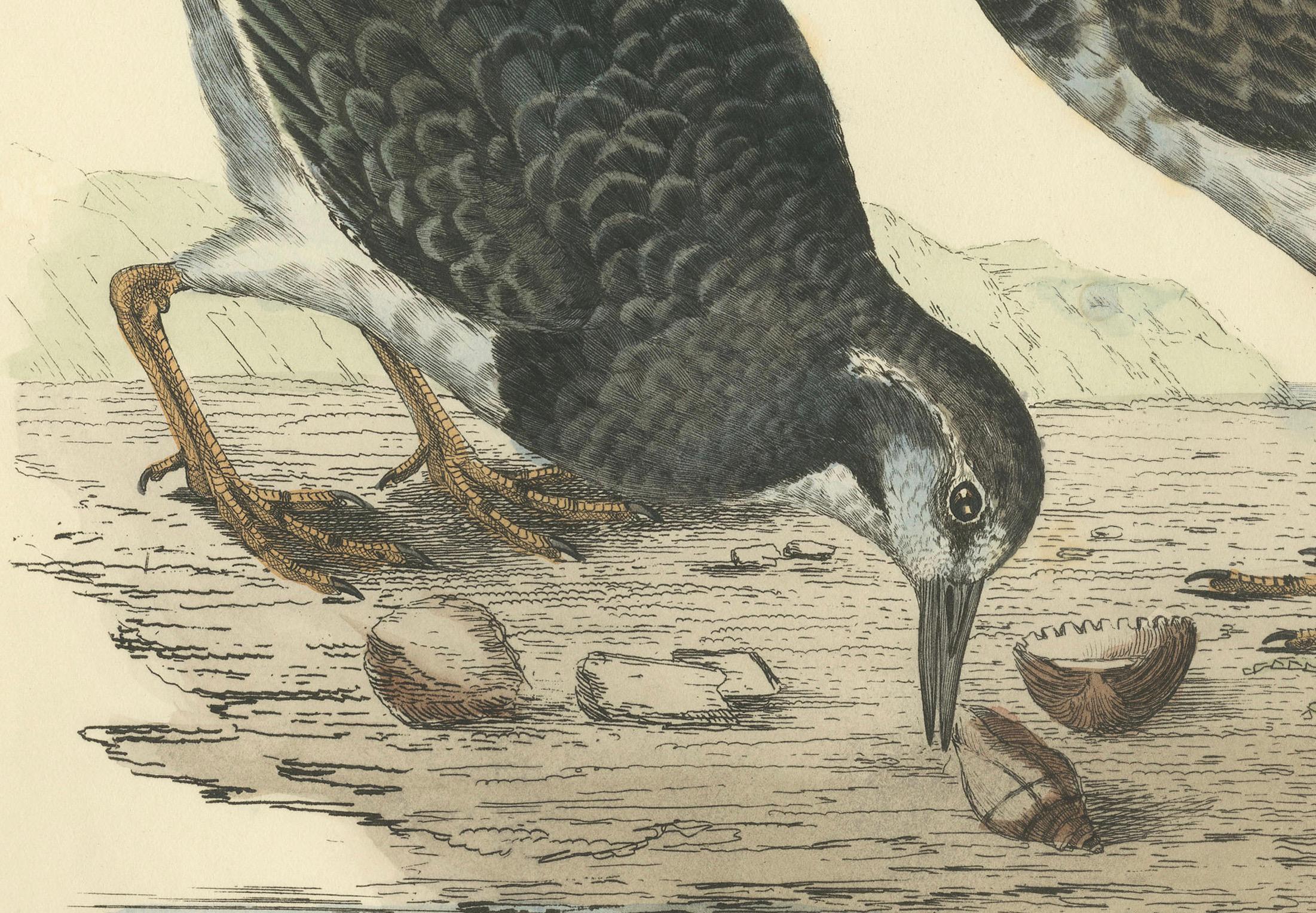 Engraved Depiction of the Common Turnstone: Seasonal and Sexual Plumage Variations, 1826 For Sale