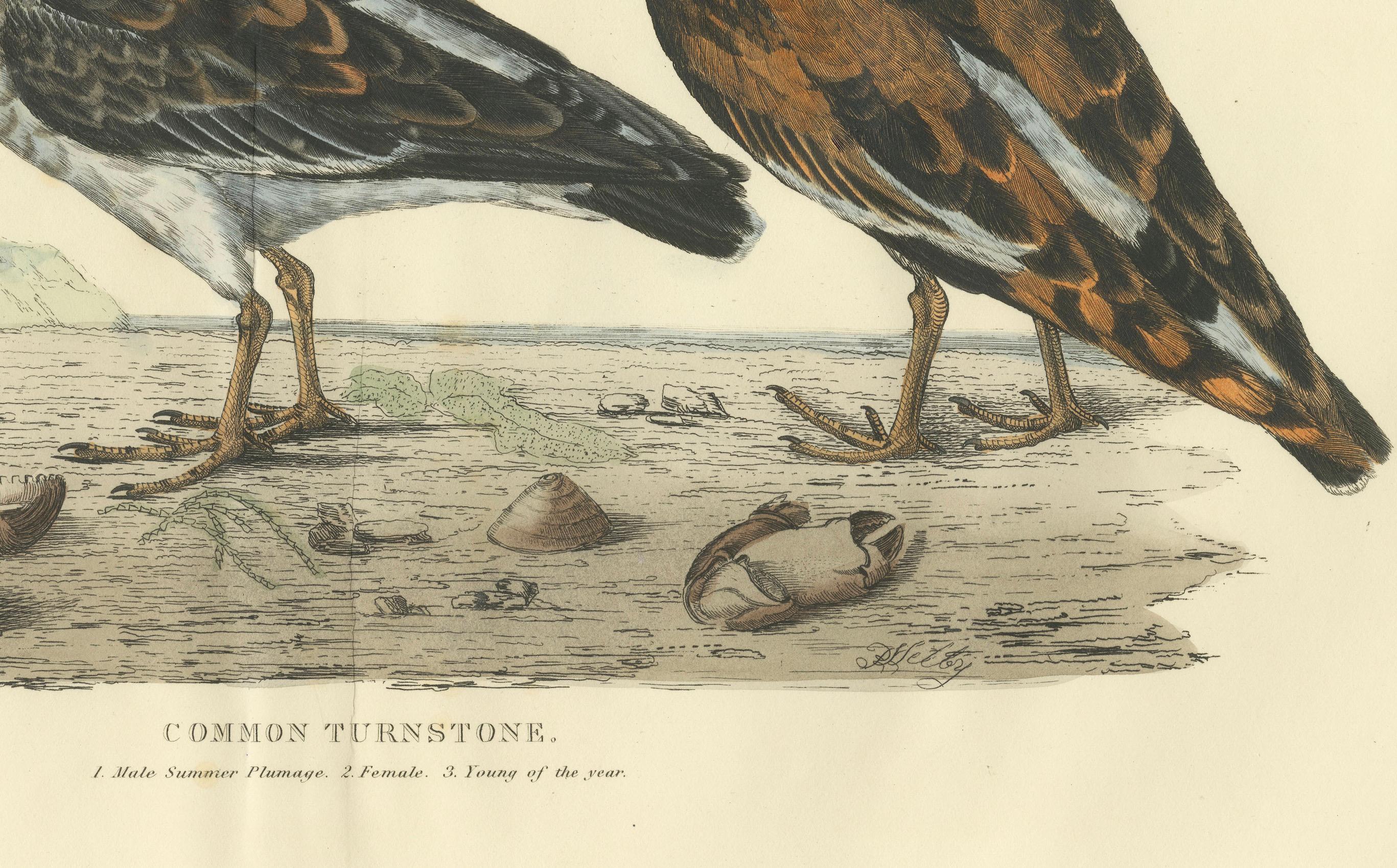Depiction of the Common Turnstone: Seasonal and Sexual Plumage Variations, 1826 In Good Condition For Sale In Langweer, NL