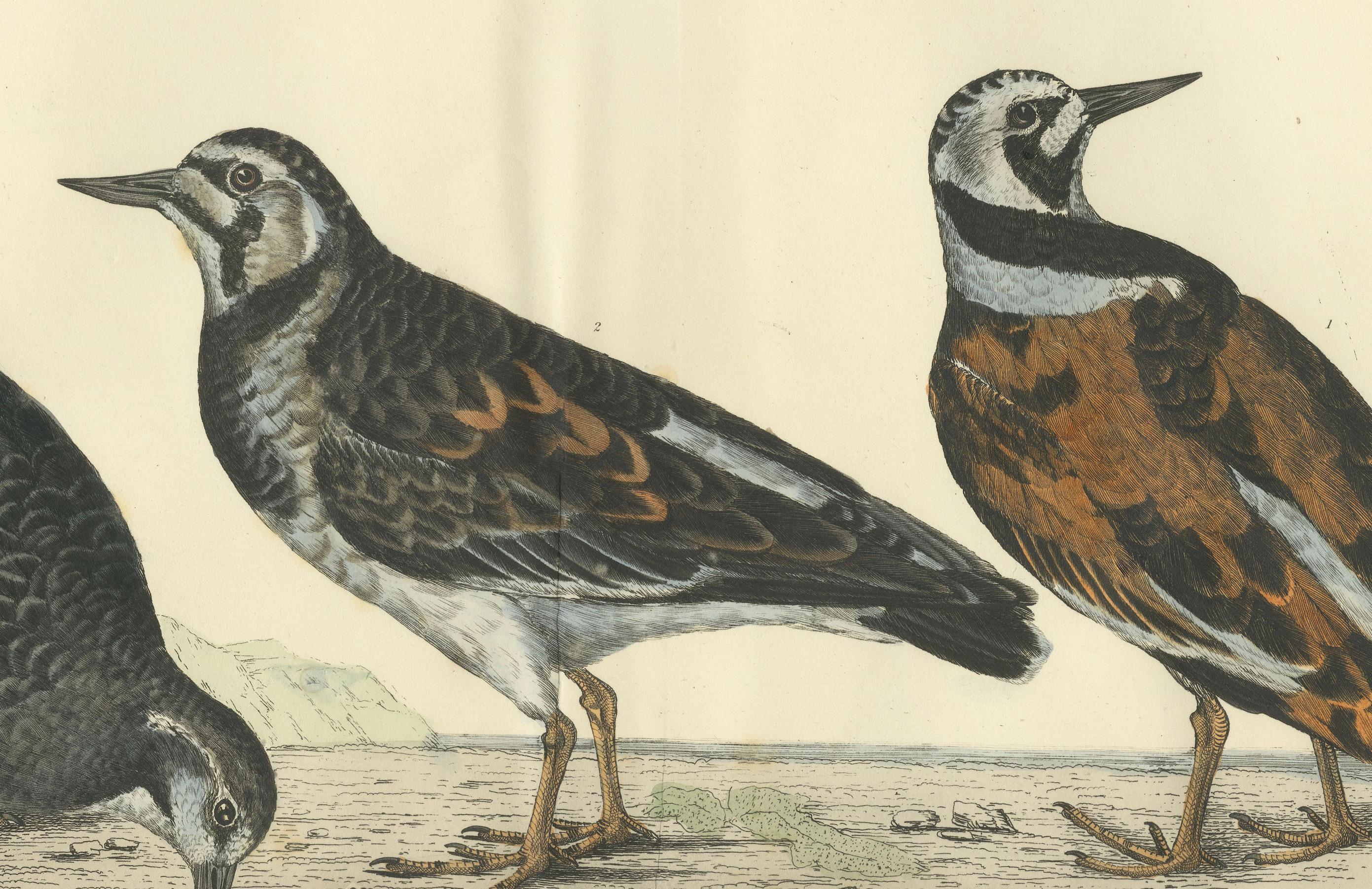Early 19th Century Depiction of the Common Turnstone: Seasonal and Sexual Plumage Variations, 1826 For Sale