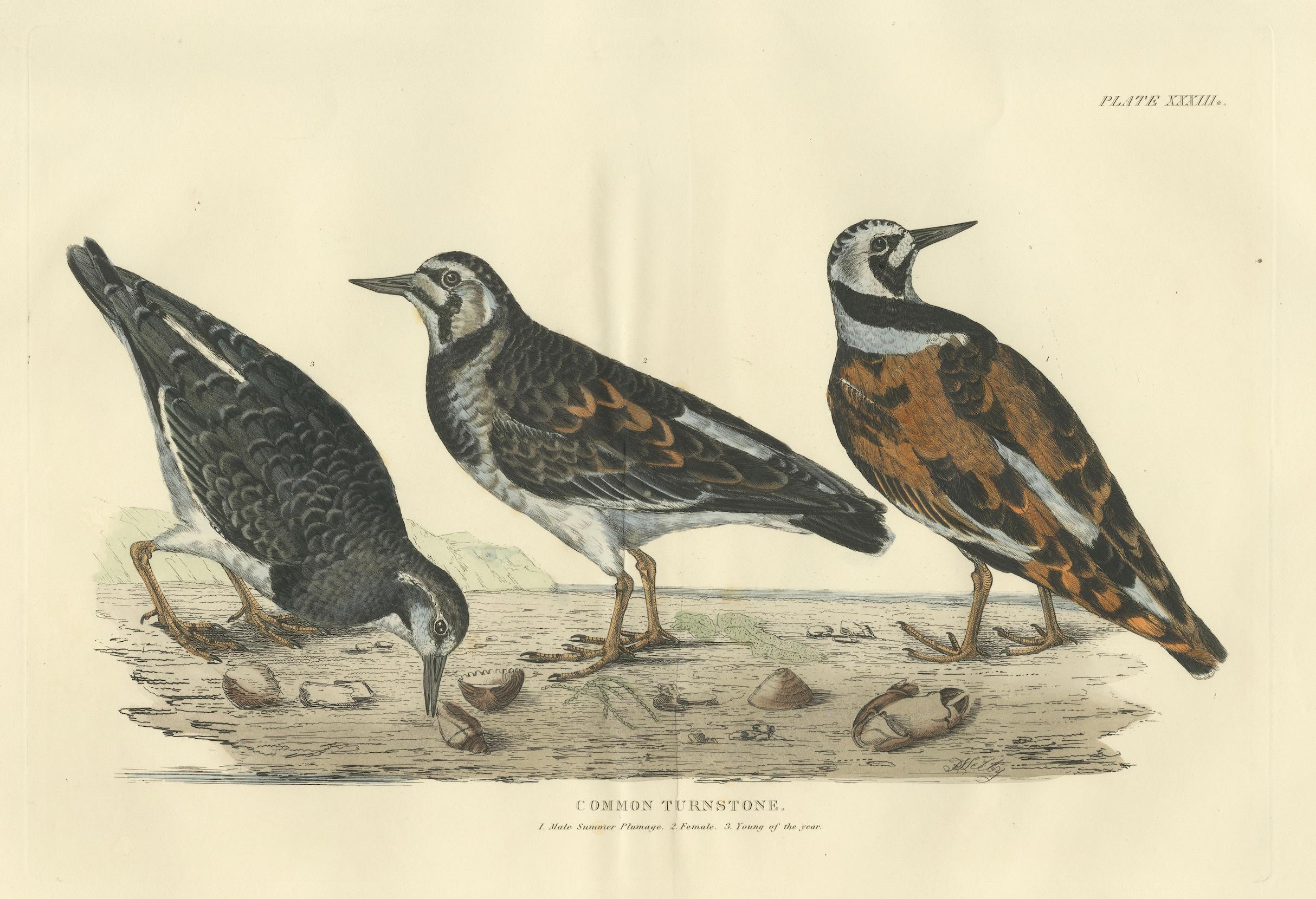 Paper Depiction of the Common Turnstone: Seasonal and Sexual Plumage Variations, 1826 For Sale