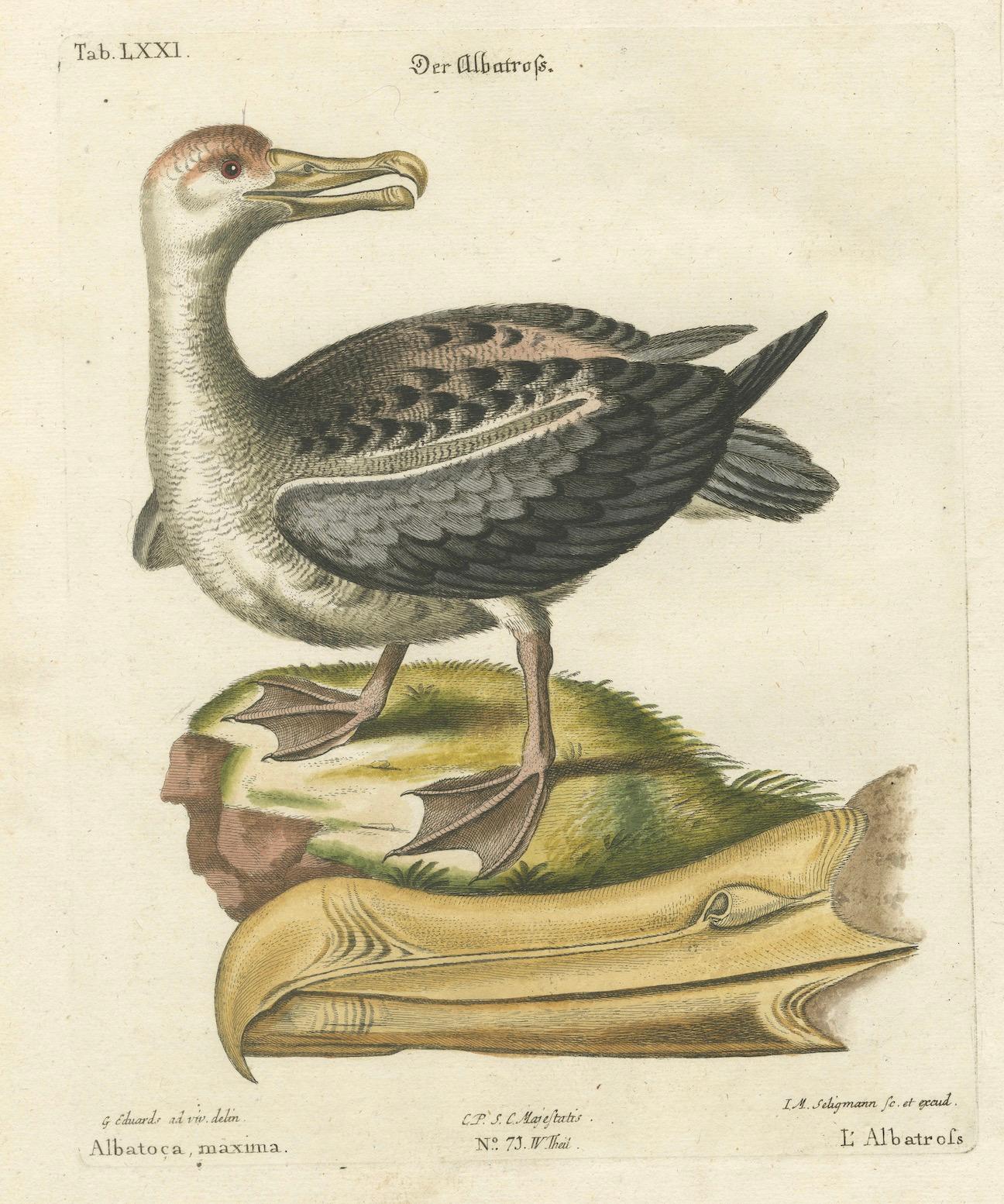 Titel: Der Albatros - Handkolorierter Kupferstich des Albatros von Johann Michael Seligmann, 18.

Dieser seltene handkolorierte Stich mit dem Titel 