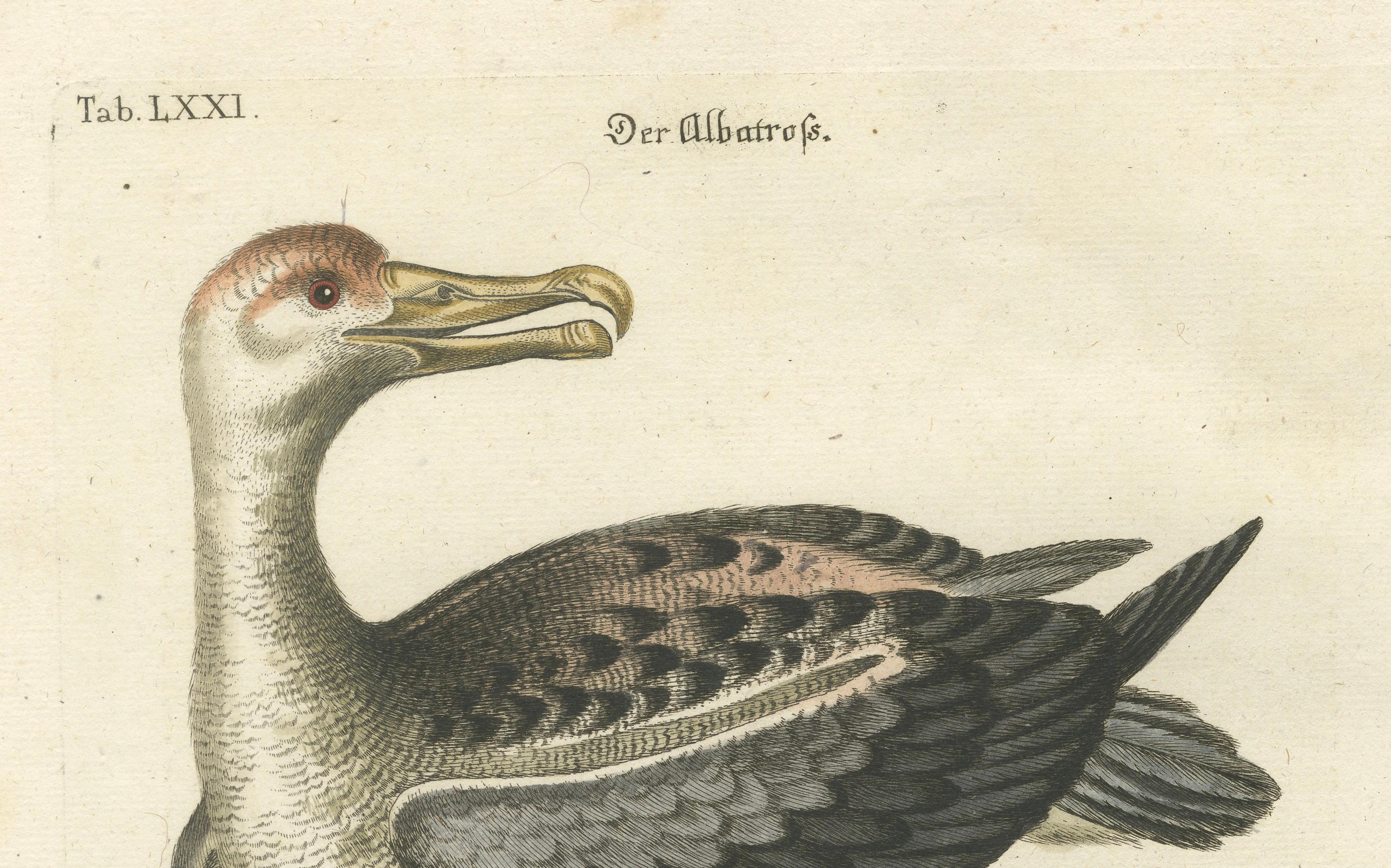 Der Albatros – handkolorierte Gravur der Albatrosen des Albatrosen von Johann Seligmann, 1770 (Graviert) im Angebot