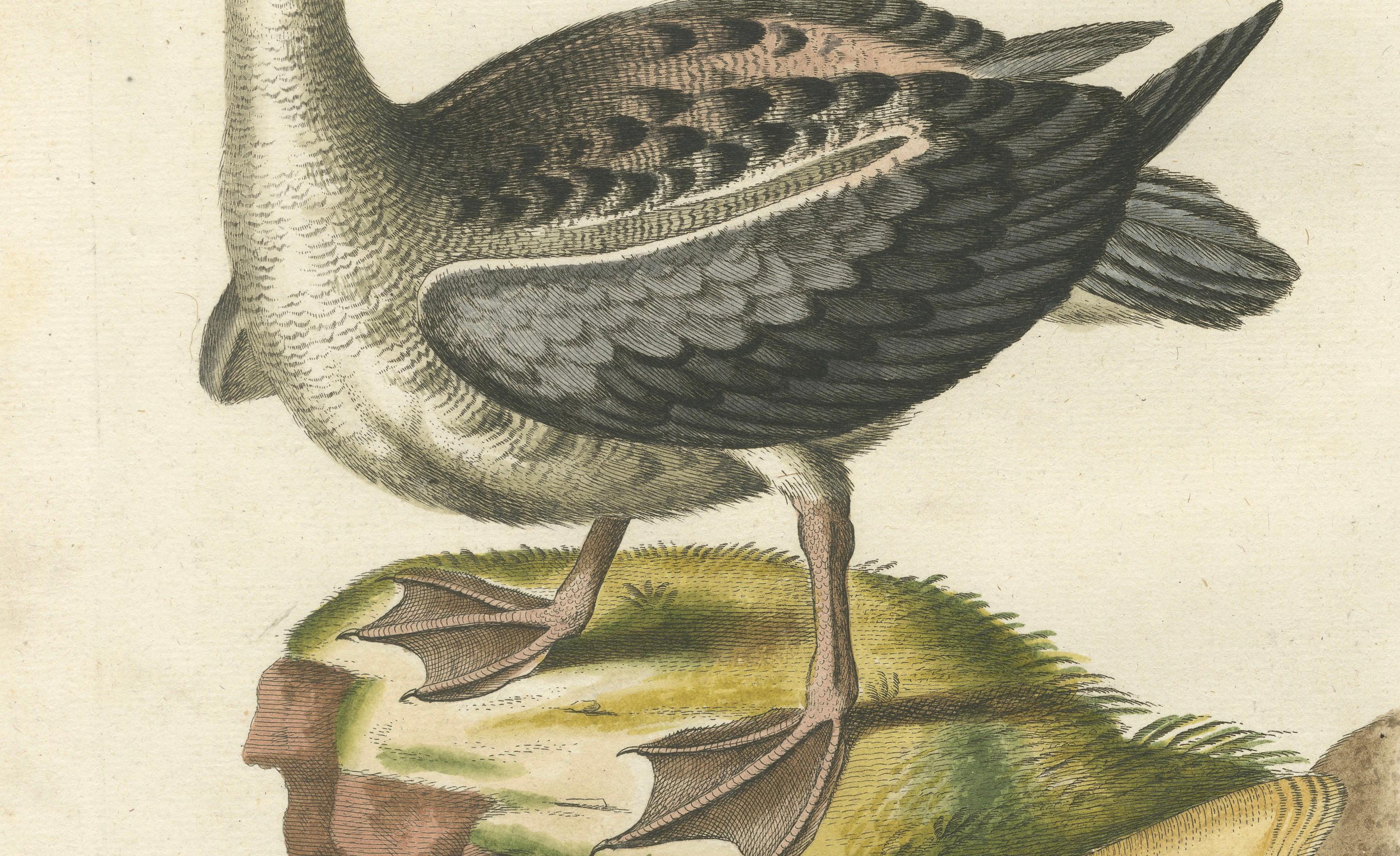 Der Albatros – handkolorierte Gravur der Albatrosen des Albatrosen von Johann Seligmann, 1770 im Zustand „Gut“ im Angebot in Langweer, NL