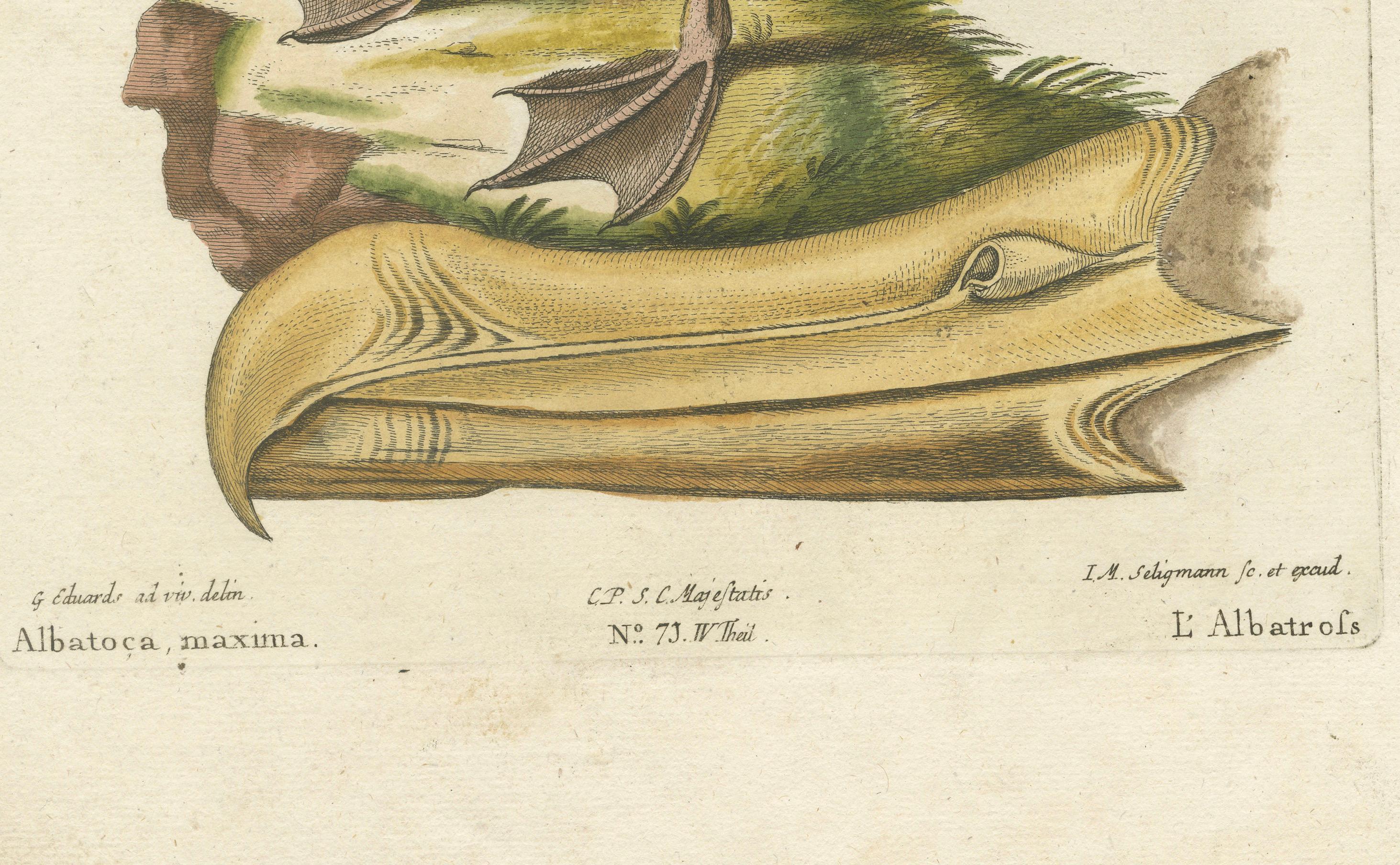Der Albatros – handkolorierte Gravur der Albatrosen des Albatrosen von Johann Seligmann, 1770 (Spätes 18. Jahrhundert) im Angebot