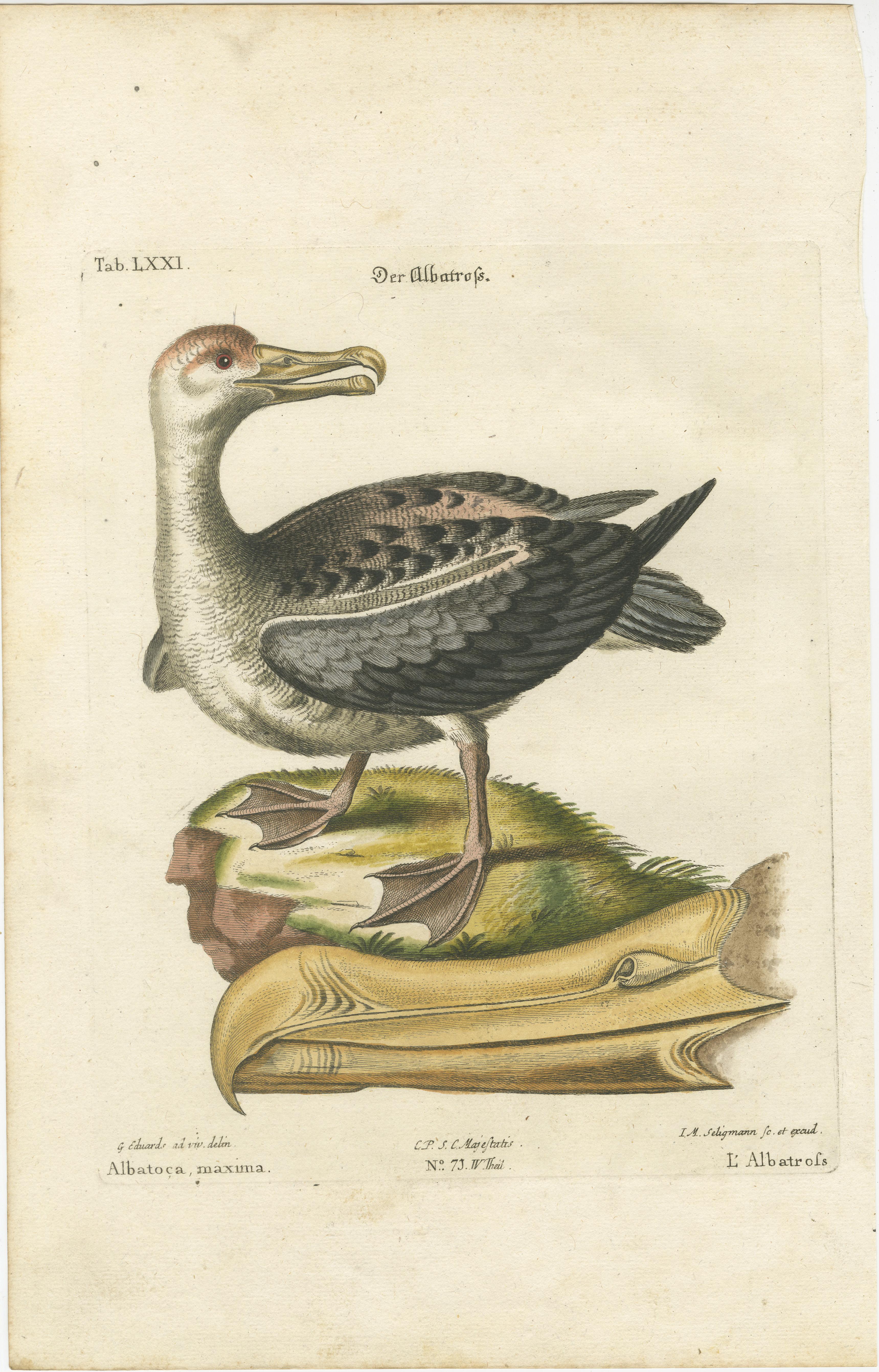 Der Albatros – handkolorierte Gravur der Albatrosen des Albatrosen von Johann Seligmann, 1770 (Papier) im Angebot