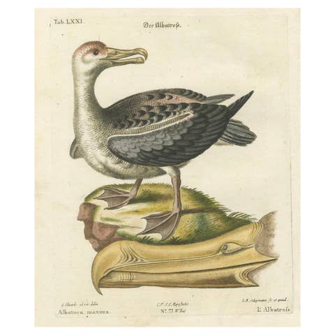 Der Albatros - Hand-Colored Engraving of the Albatross by Johann Seligmann, 1770