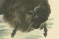 Der Bison (American Bison) - Hand-Colored Zoological Print, Circa 1840