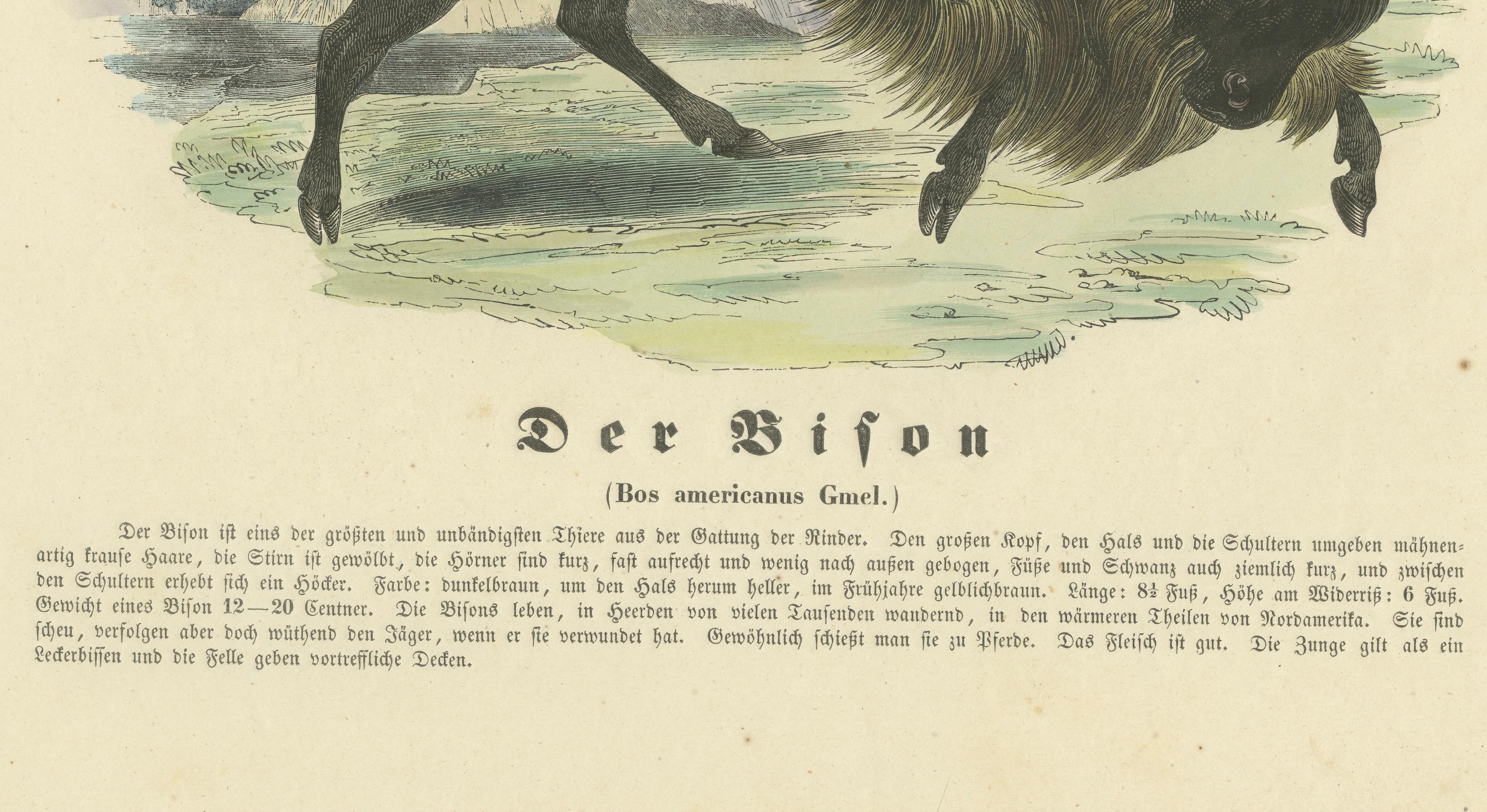 Der Bison (American Bison) - Hand-Colored Zoological Print, Circa 1840 In Good Condition For Sale In Langweer, NL