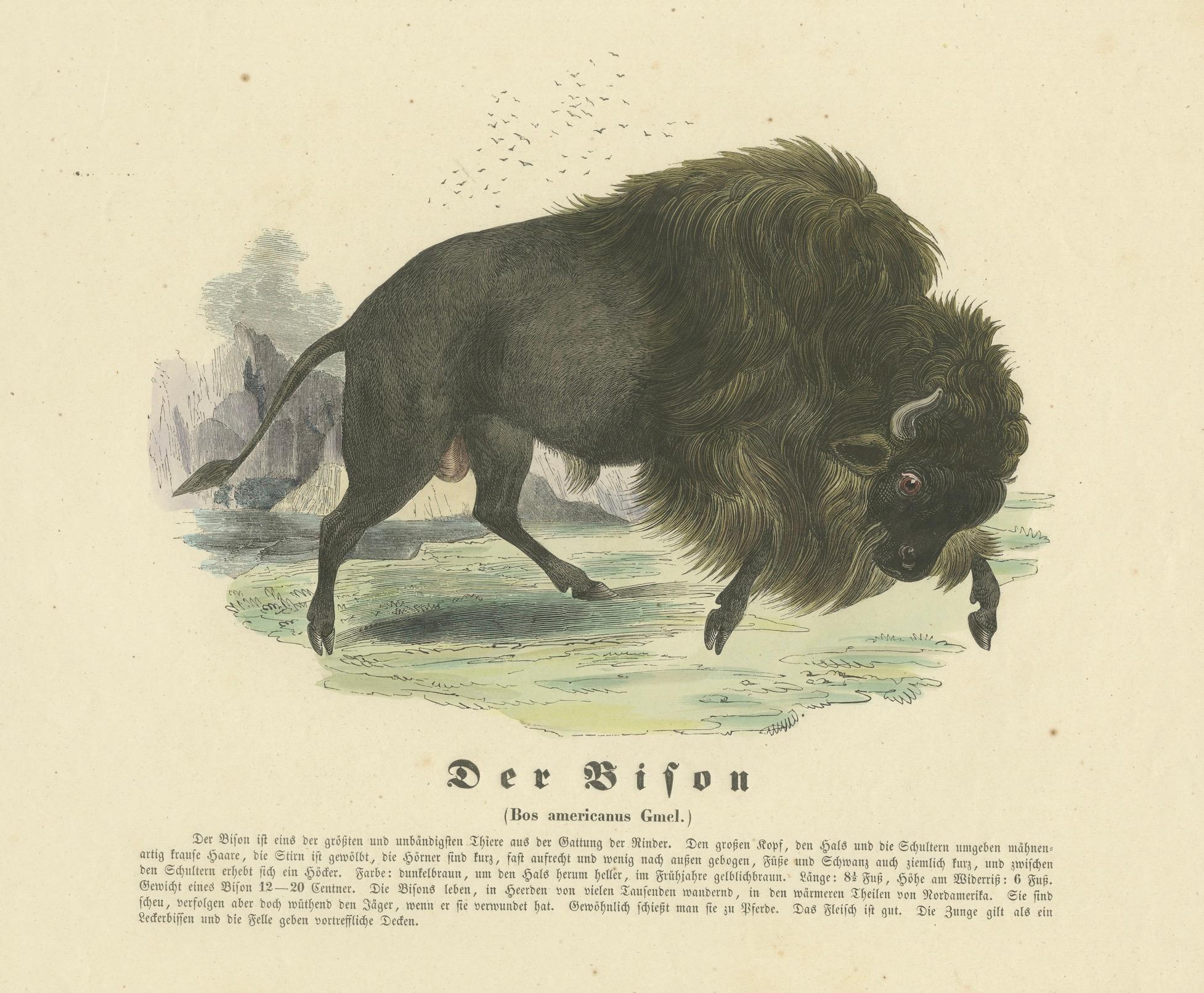 Paper Der Bison (American Bison) - Hand-Colored Zoological Print, Circa 1840 For Sale