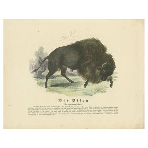 Der Bison (American Bison) - Hand-Colored Zoological Print, Circa 1840