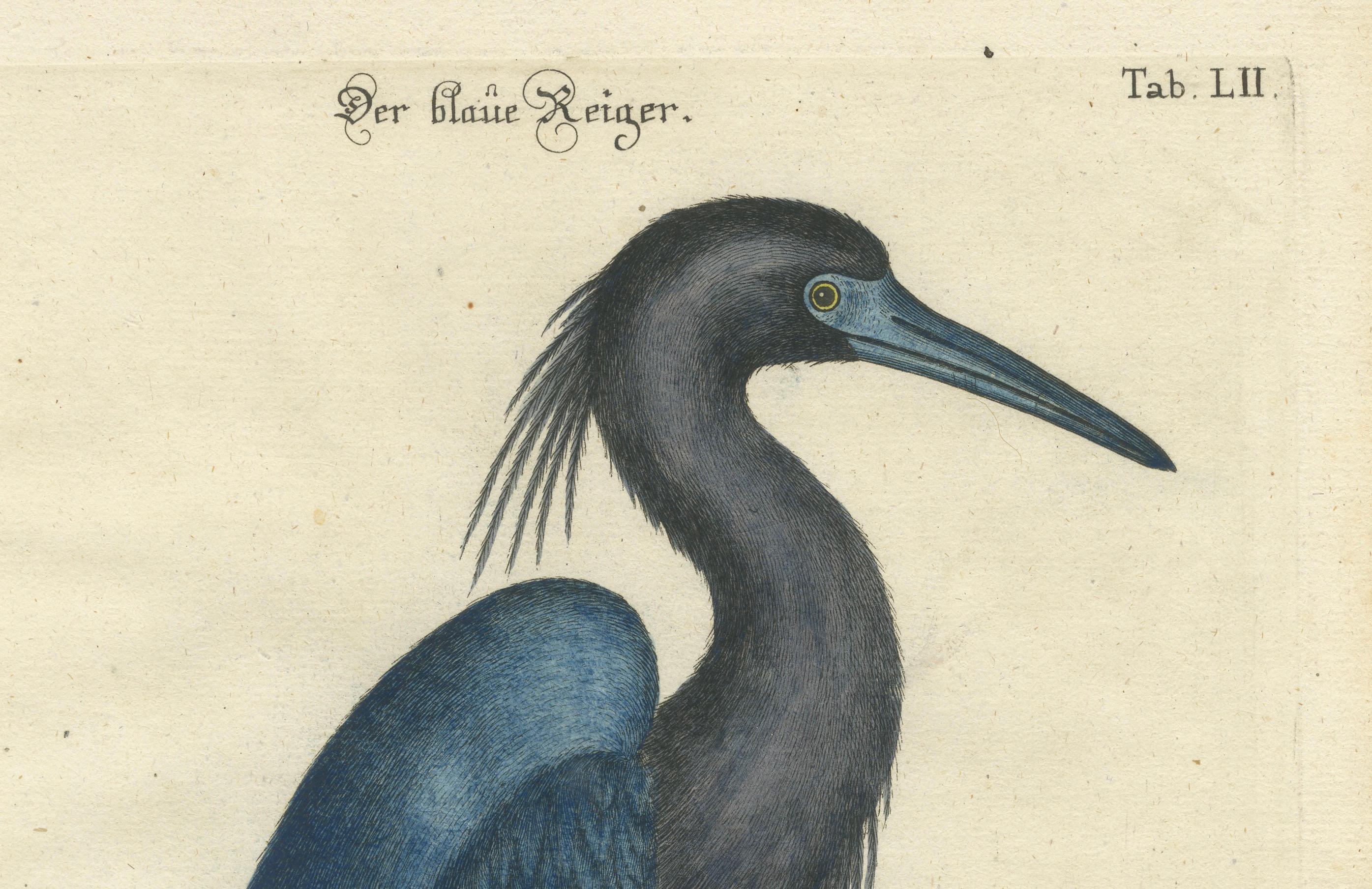 Title: Der Blaue Reiher - Hand-Colored Engraving of the Blue Heron by Johann Michael Seligmann, 18th Century

This beautiful hand-colored engraving, titled 'Der Blaue Reiher', illustrates the Blue Heron (Ardea caerulea) in a striking side profile,