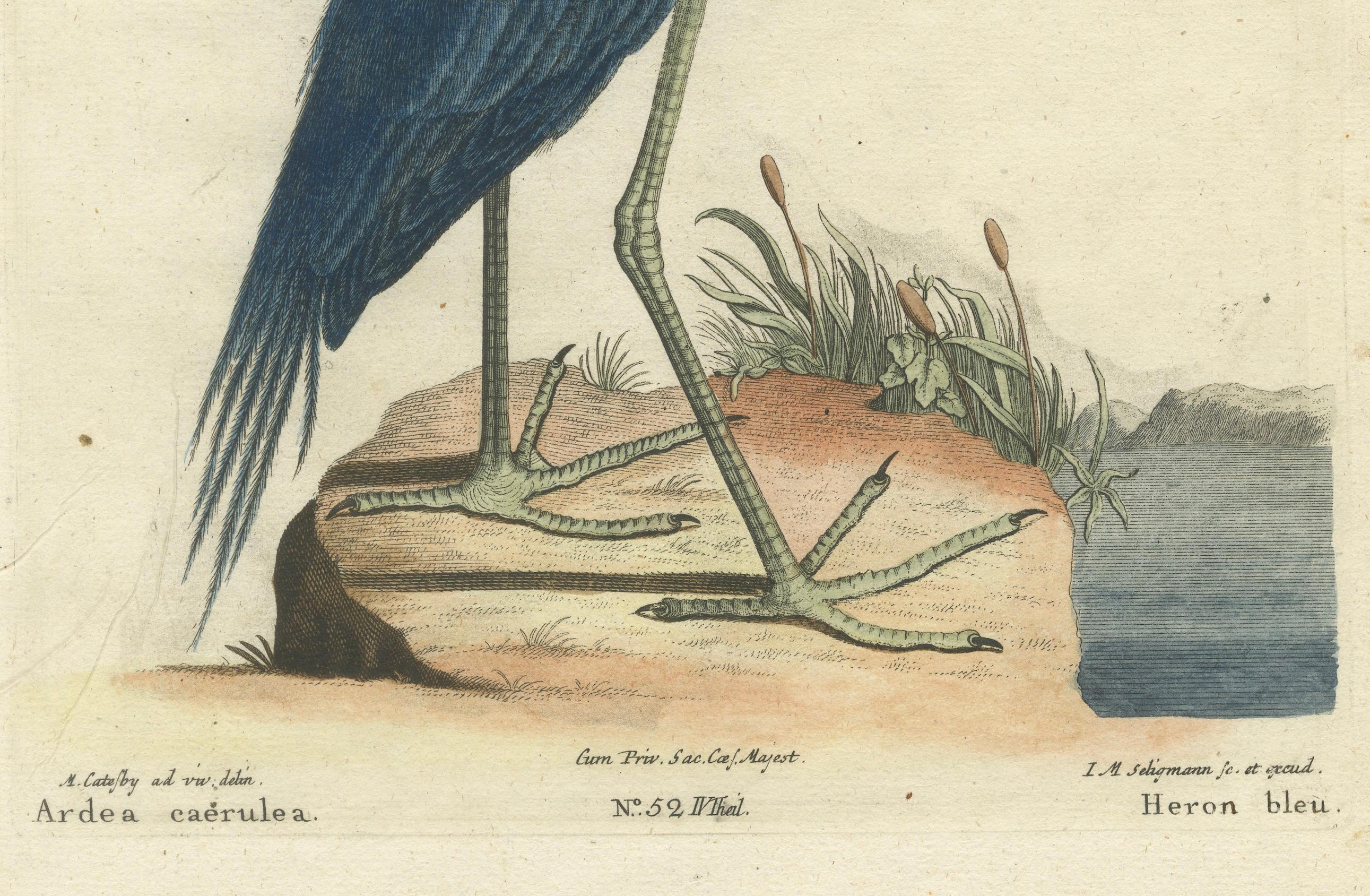 Engraved Der Blaue Reiher - Hand-Colored Engraving of the Blue Heron by Seligman, ca.1770 For Sale